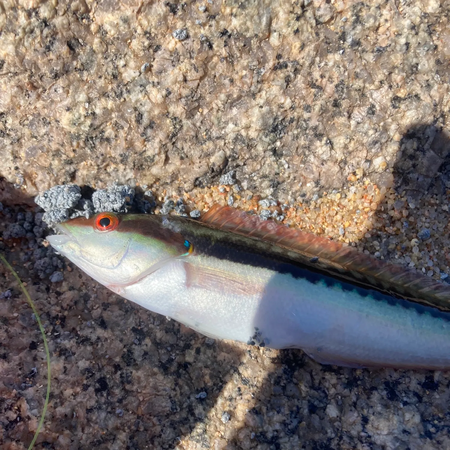 The most recent Mediterranean rainbow wrasse catches on Fishbrain