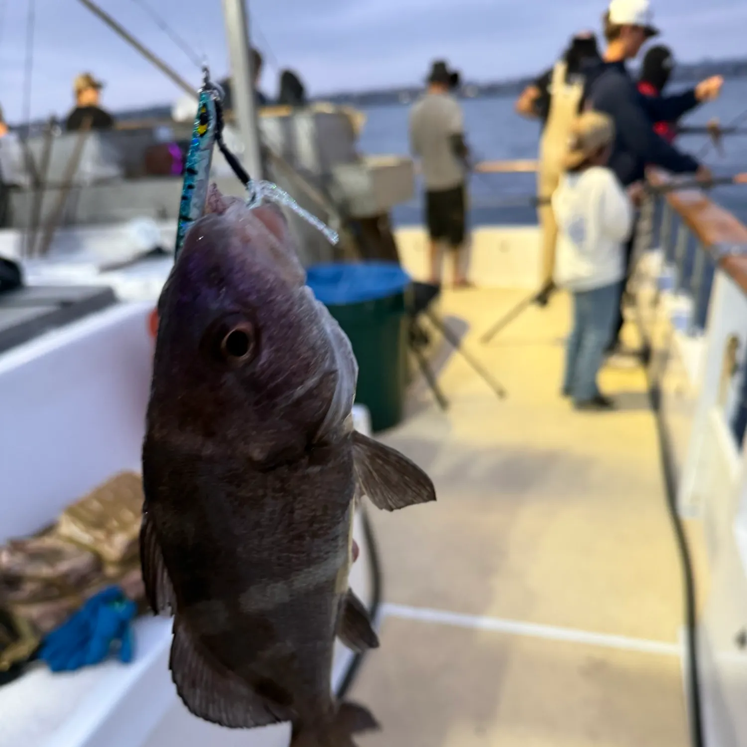 The most recent Black croaker catches on Fishbrain