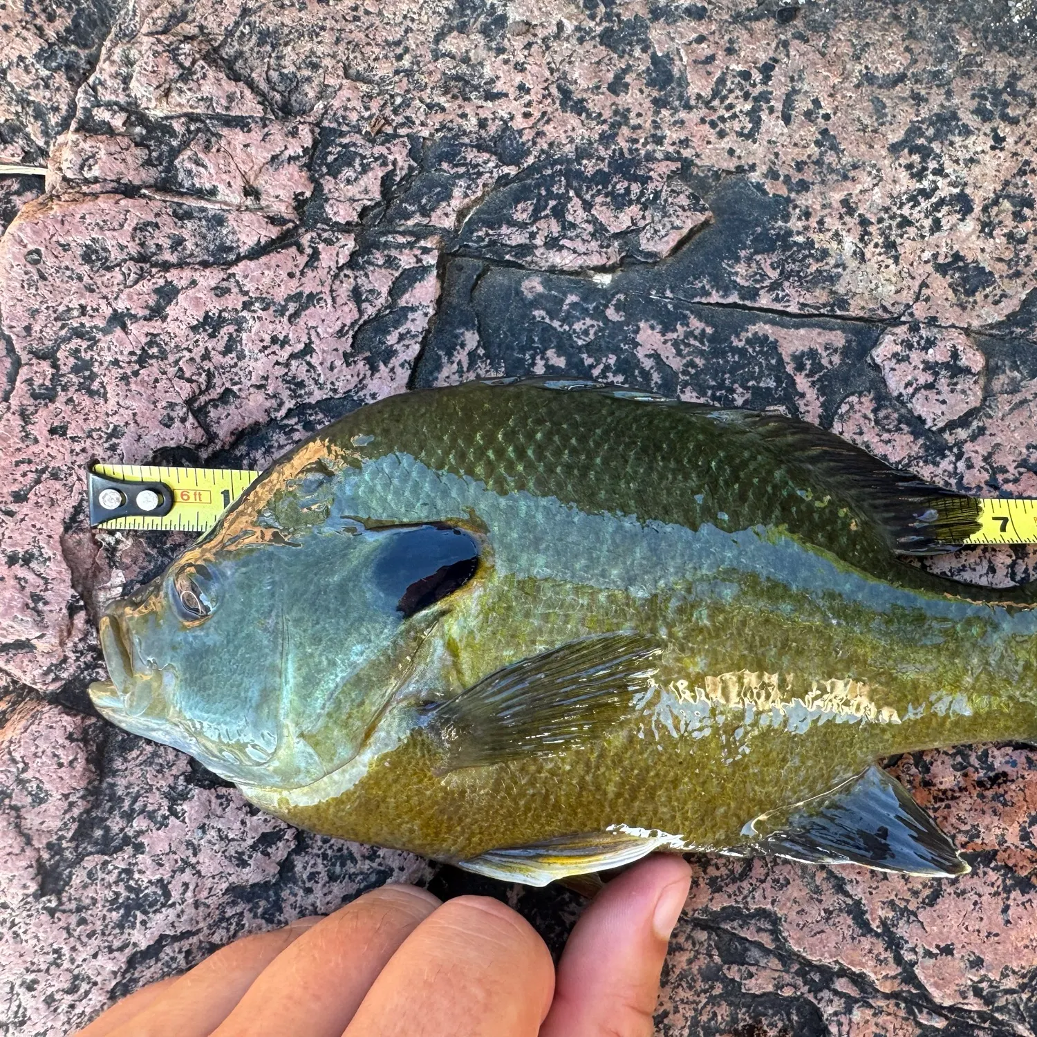 Green sunfish caught on Fishbrain