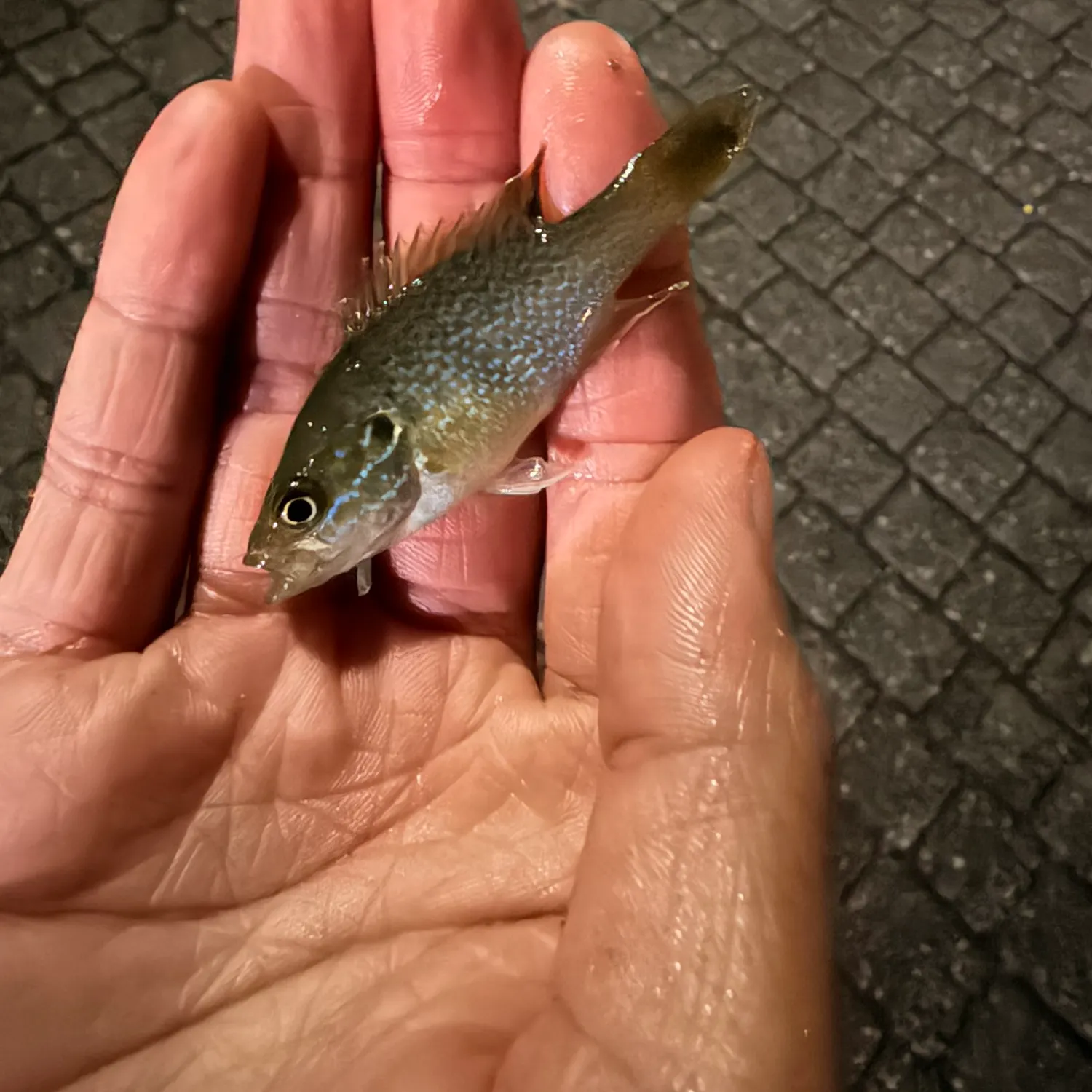 Green sunfish caught on Fishbrain