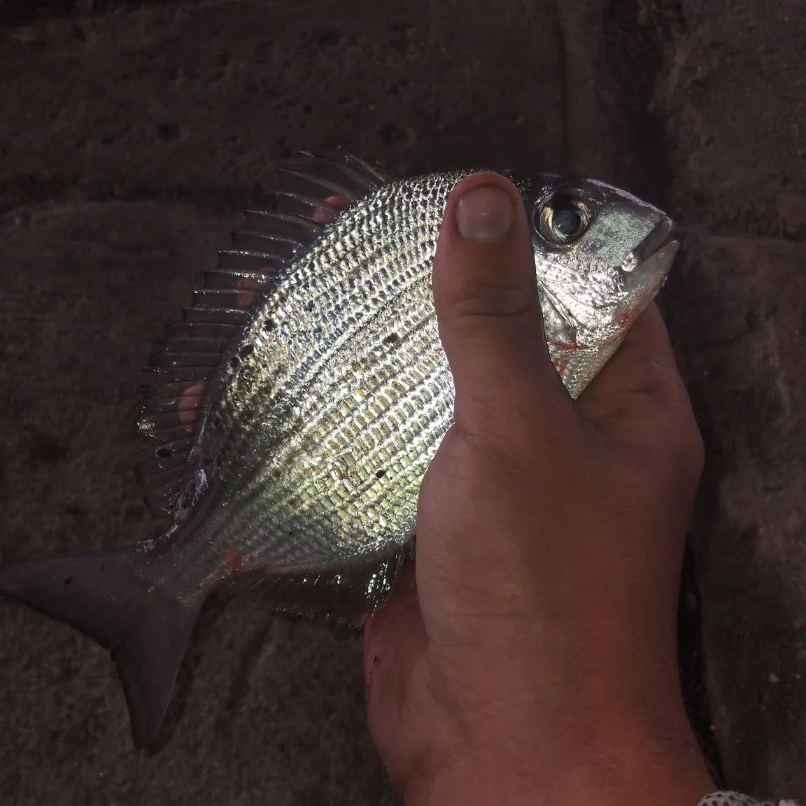 The most recent Goldlined seabream catches on Fishbrain