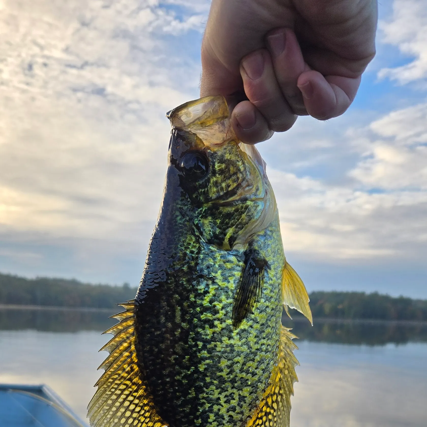 Black crappie caught on Fishbrain