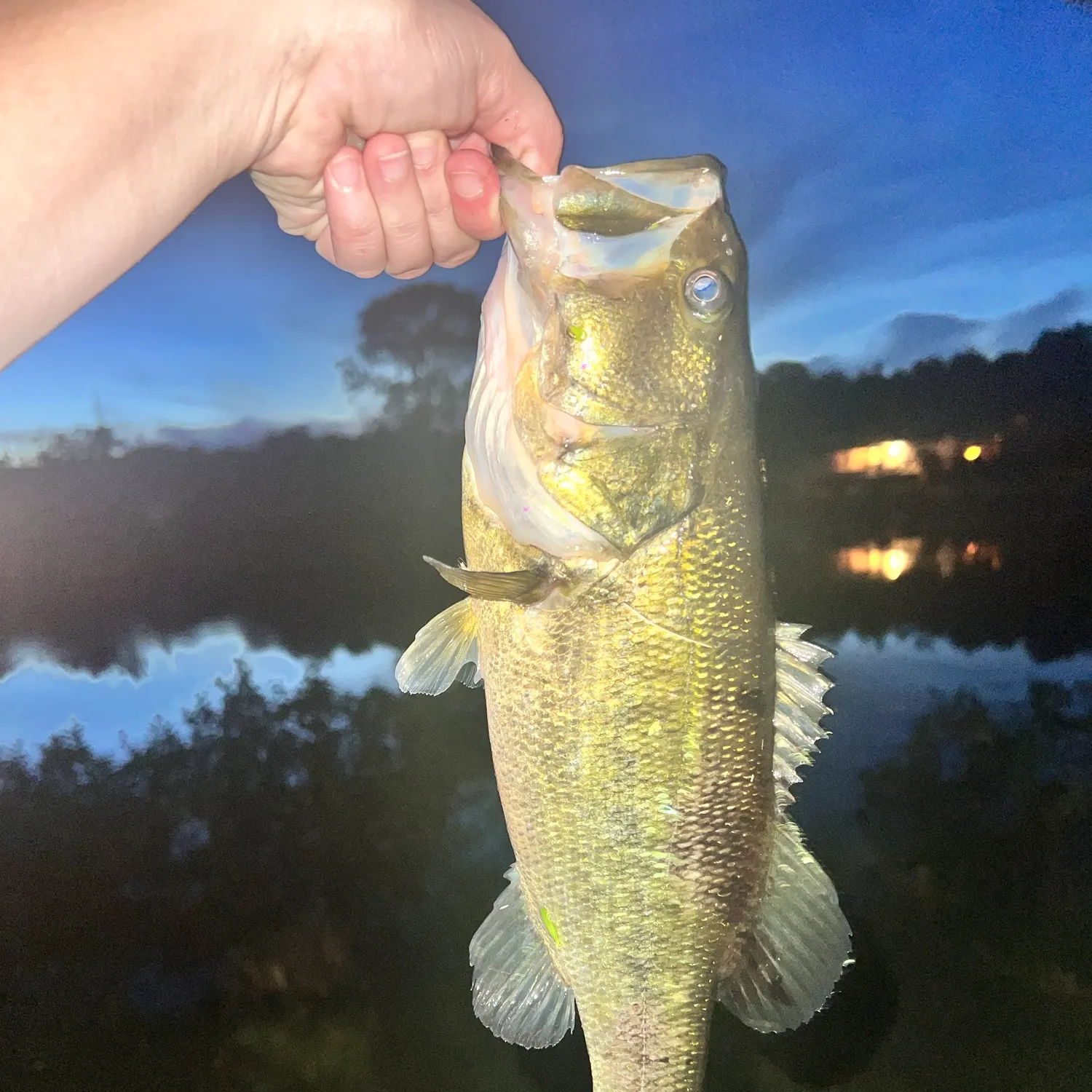Largemouth bass caught on Fishbrain