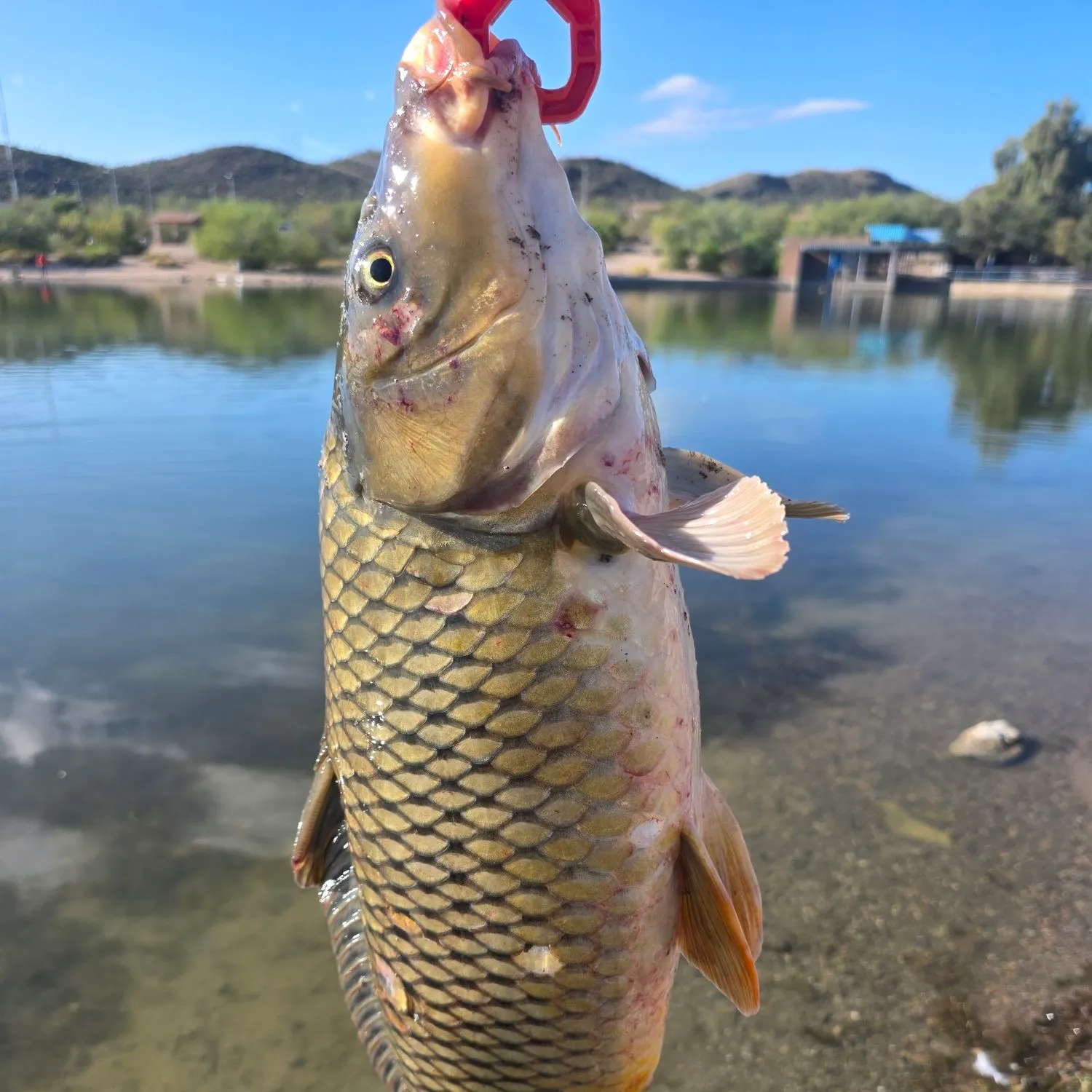 Common carp caught on Fishbrain