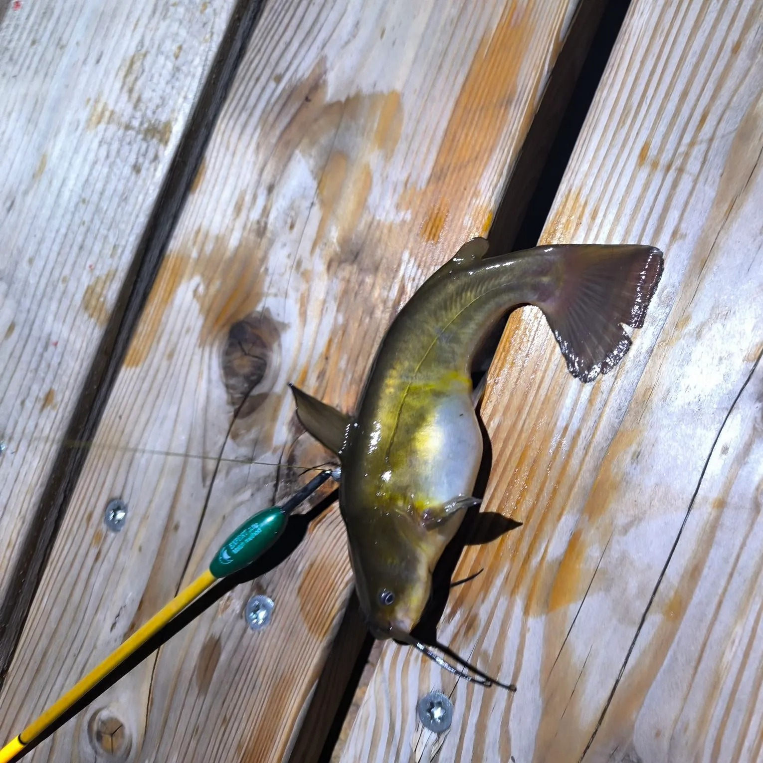 Brown bullhead caught on Fishbrain