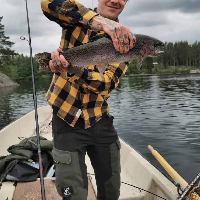 Rainbow trout caught on Fishbrain