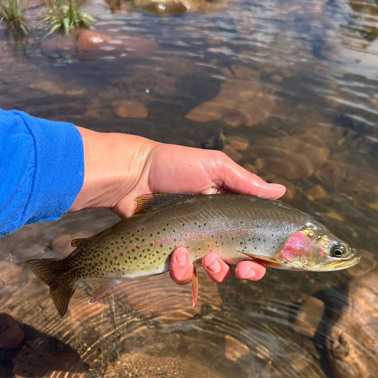 The most recent Colorado river cutthroat trout catches on Fishbrain