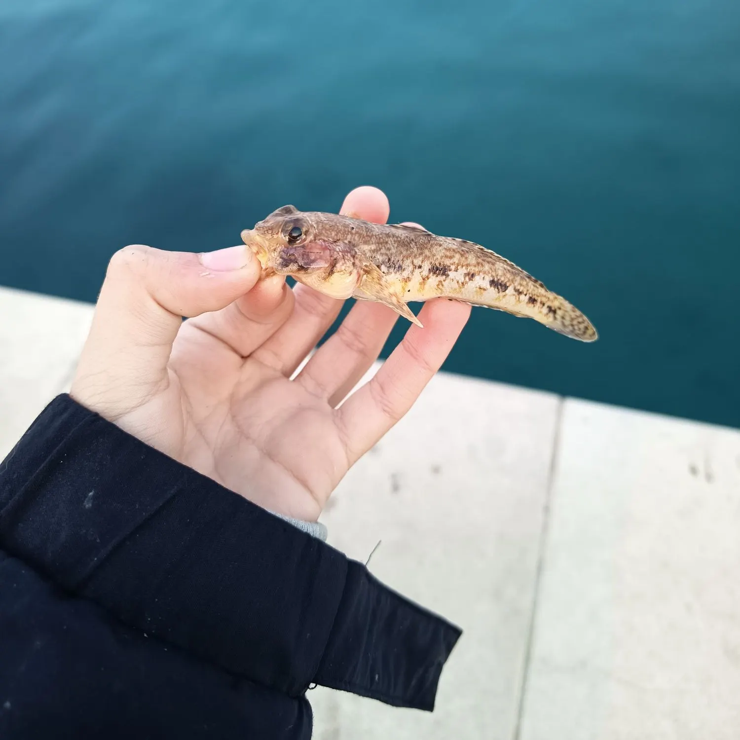 The most recent Sand goby catches on Fishbrain