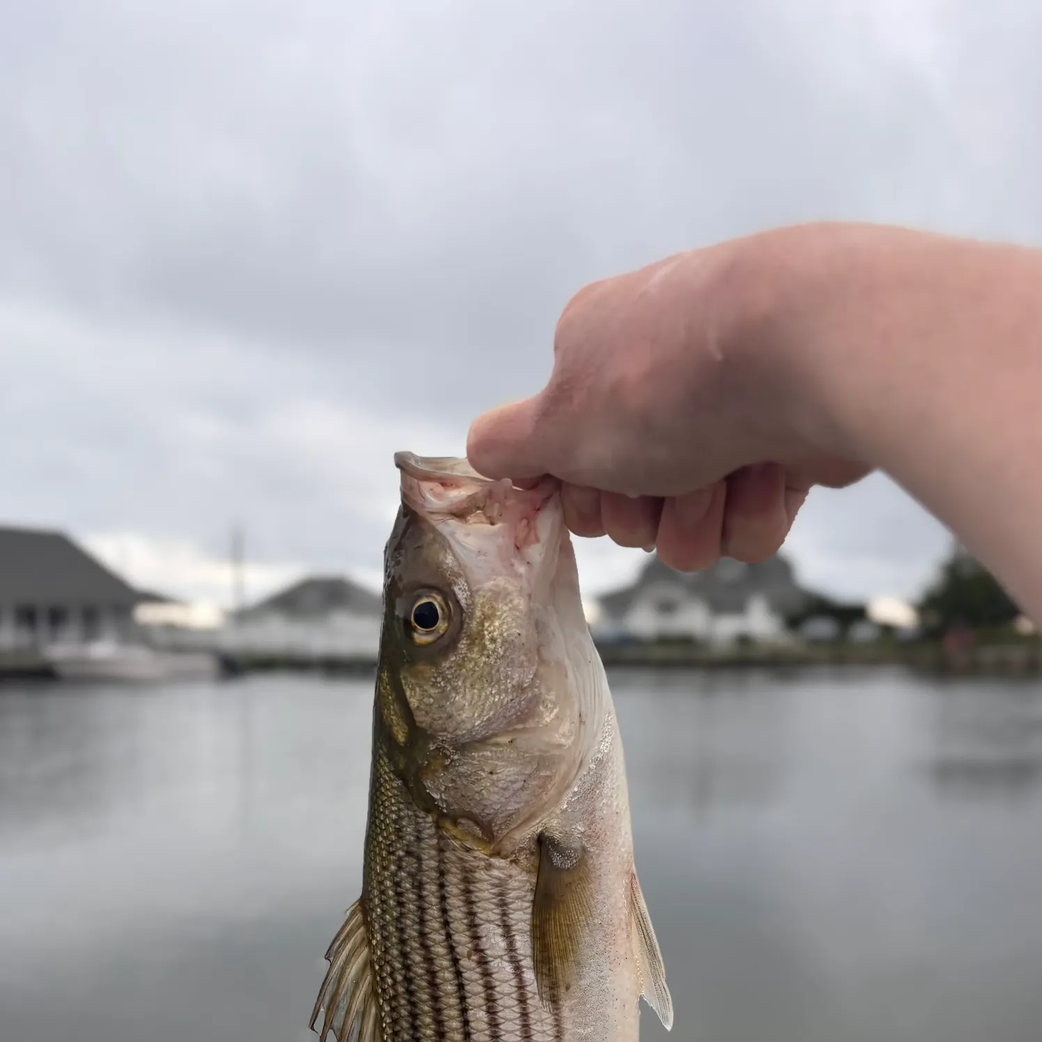 Striped bass caught on Fishbrain