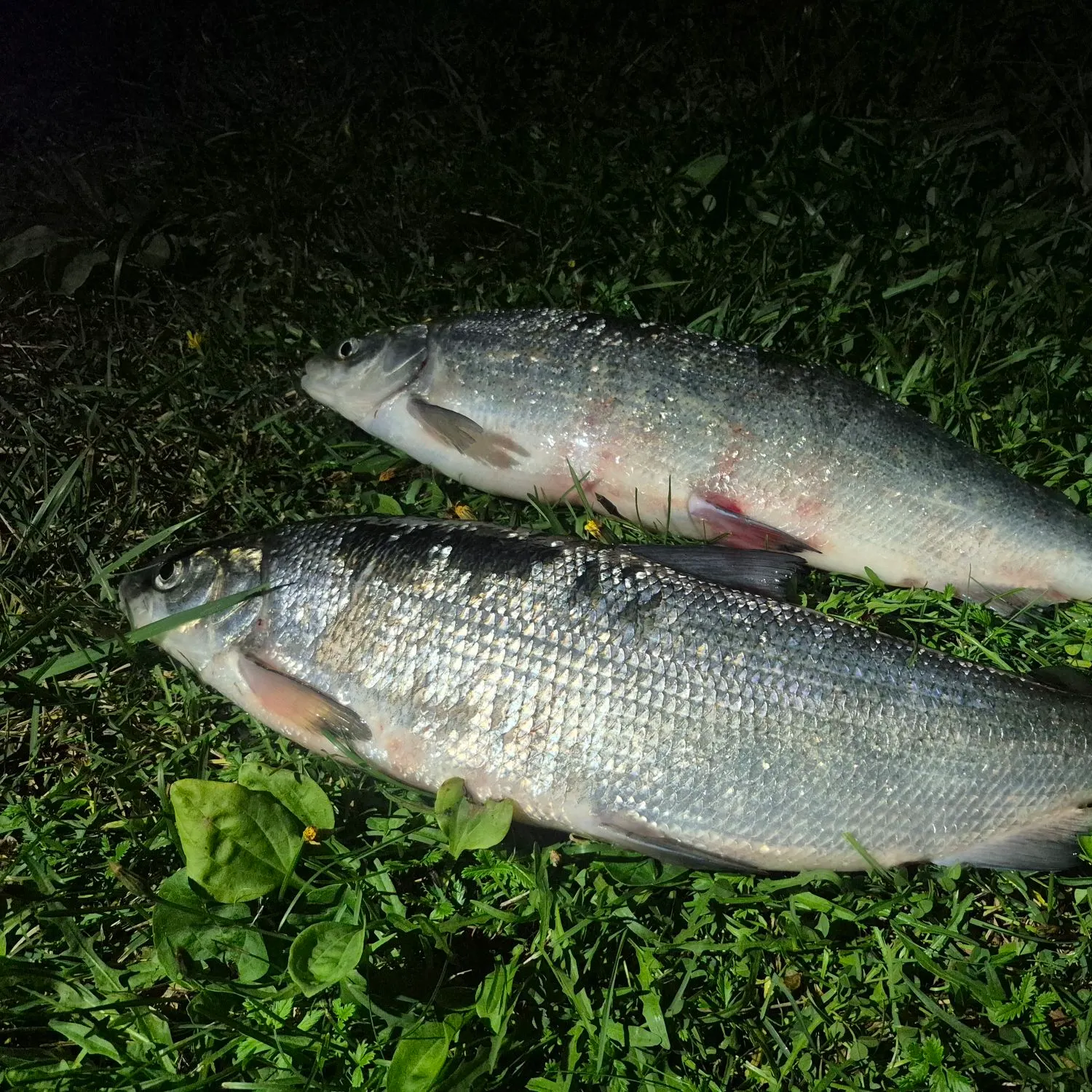 The most recent European whitefish catches on Fishbrain