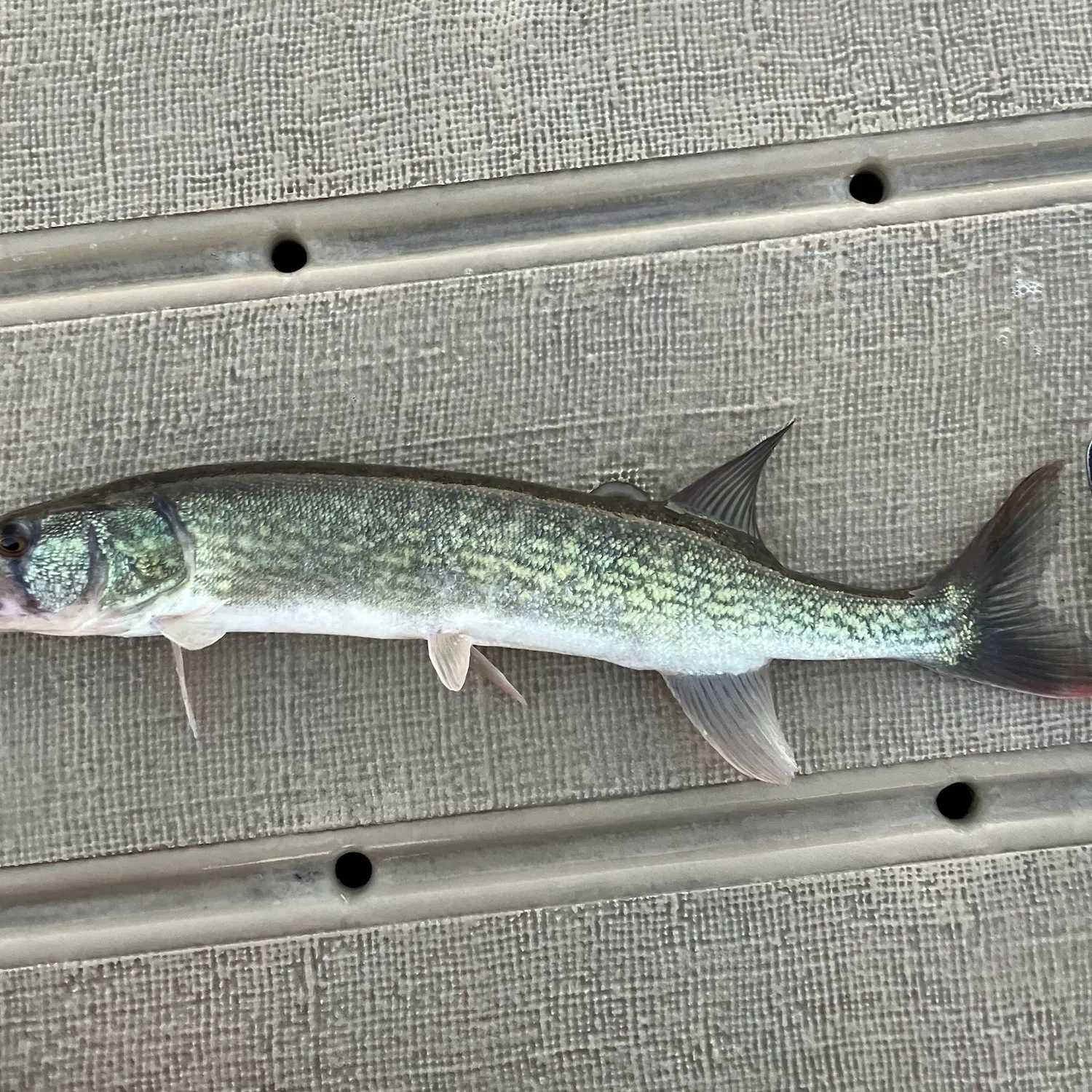 Chain pickerel caught on Fishbrain