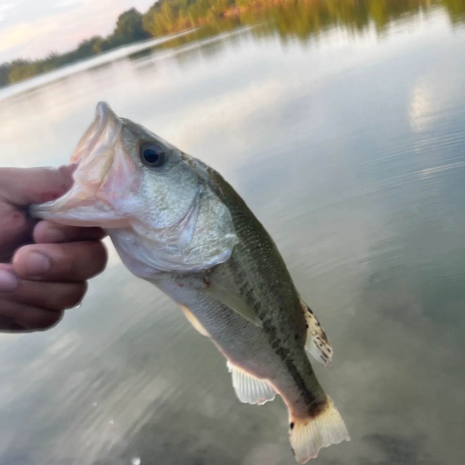 Fish caught on Fishbrain