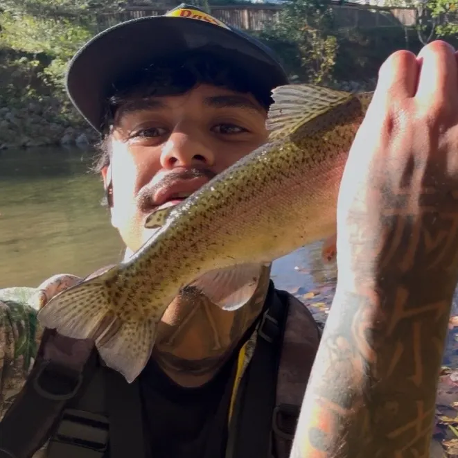 Rainbow trout caught on Fishbrain