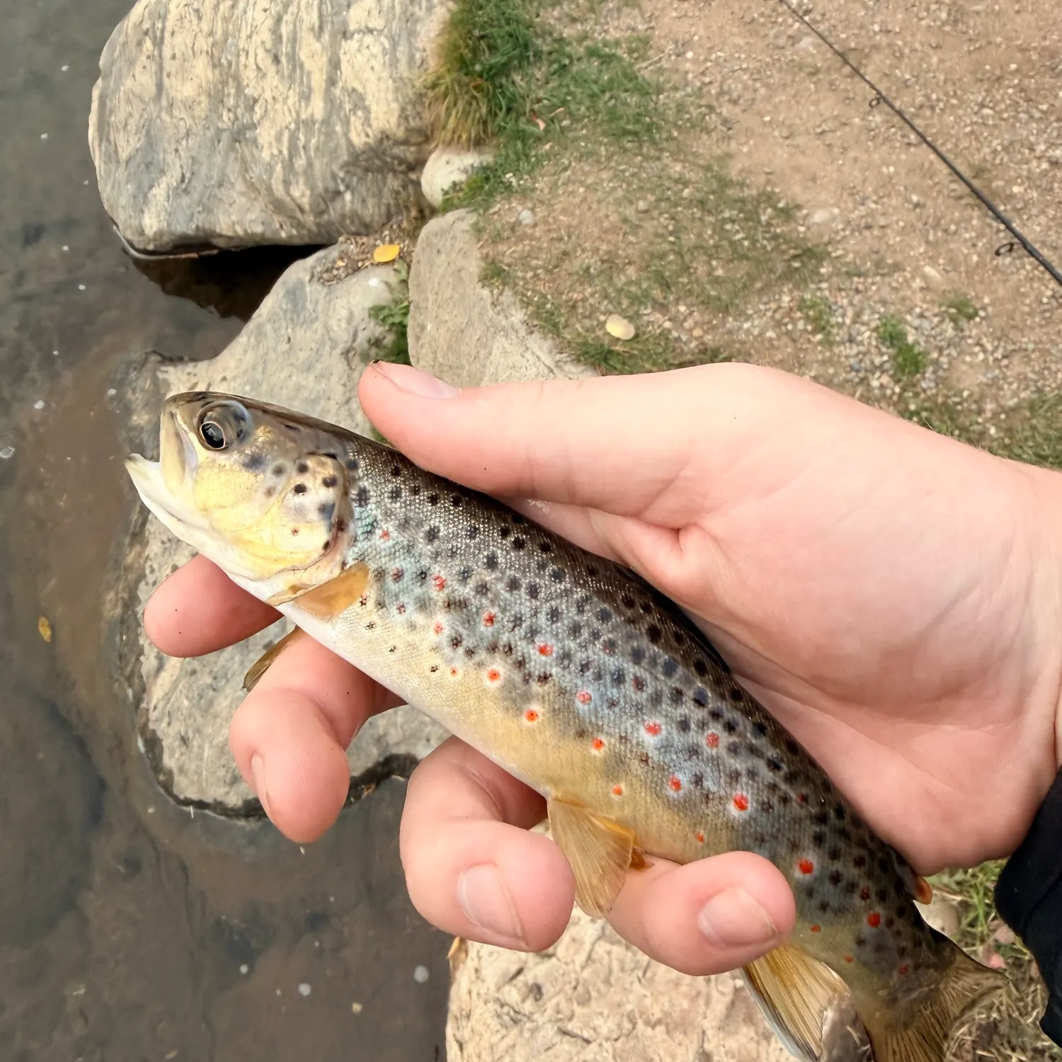 Lake trout caught on Fishbrain