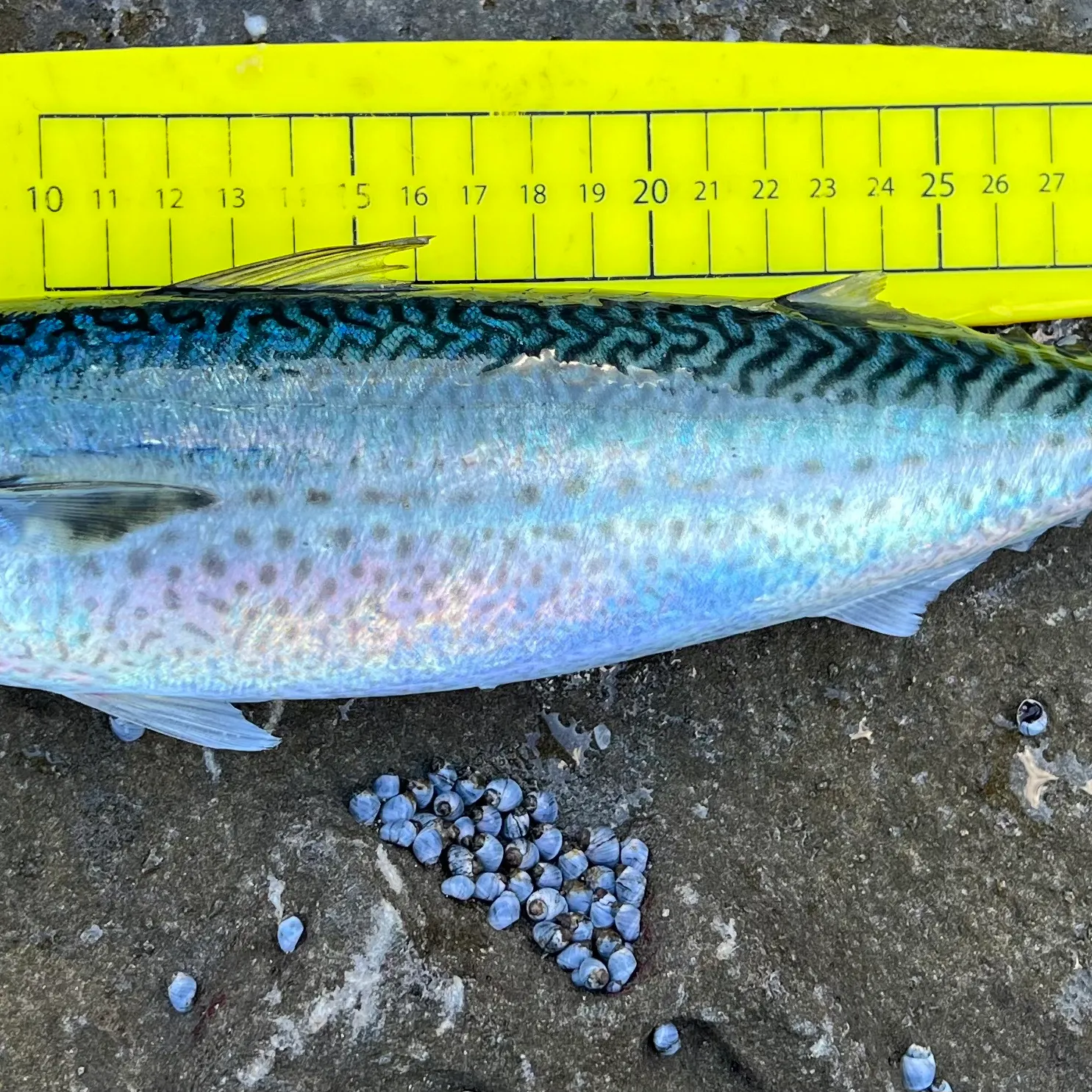 The most recent Blue mackerel catches on Fishbrain