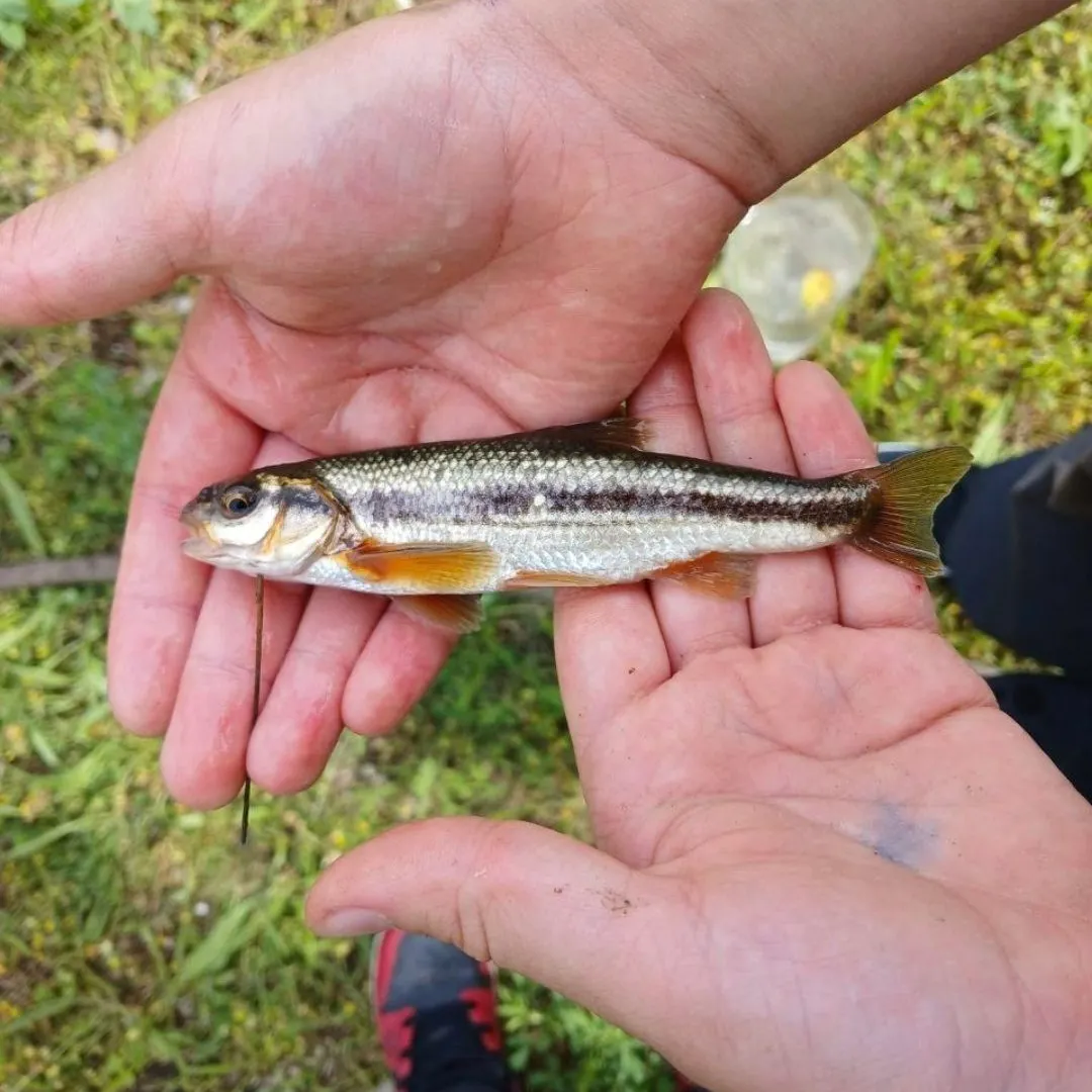 The most recent Vairone catches on Fishbrain