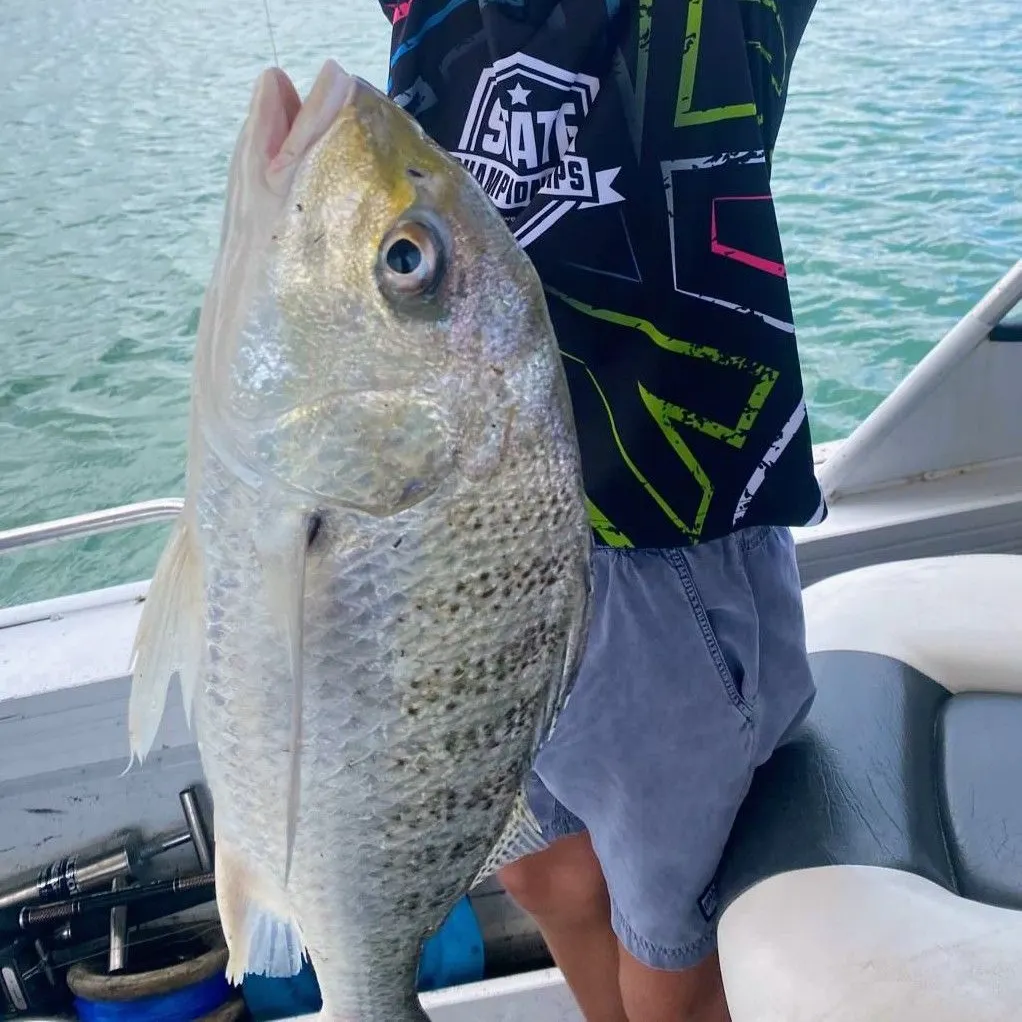 The most recent Silver grunter catches on Fishbrain