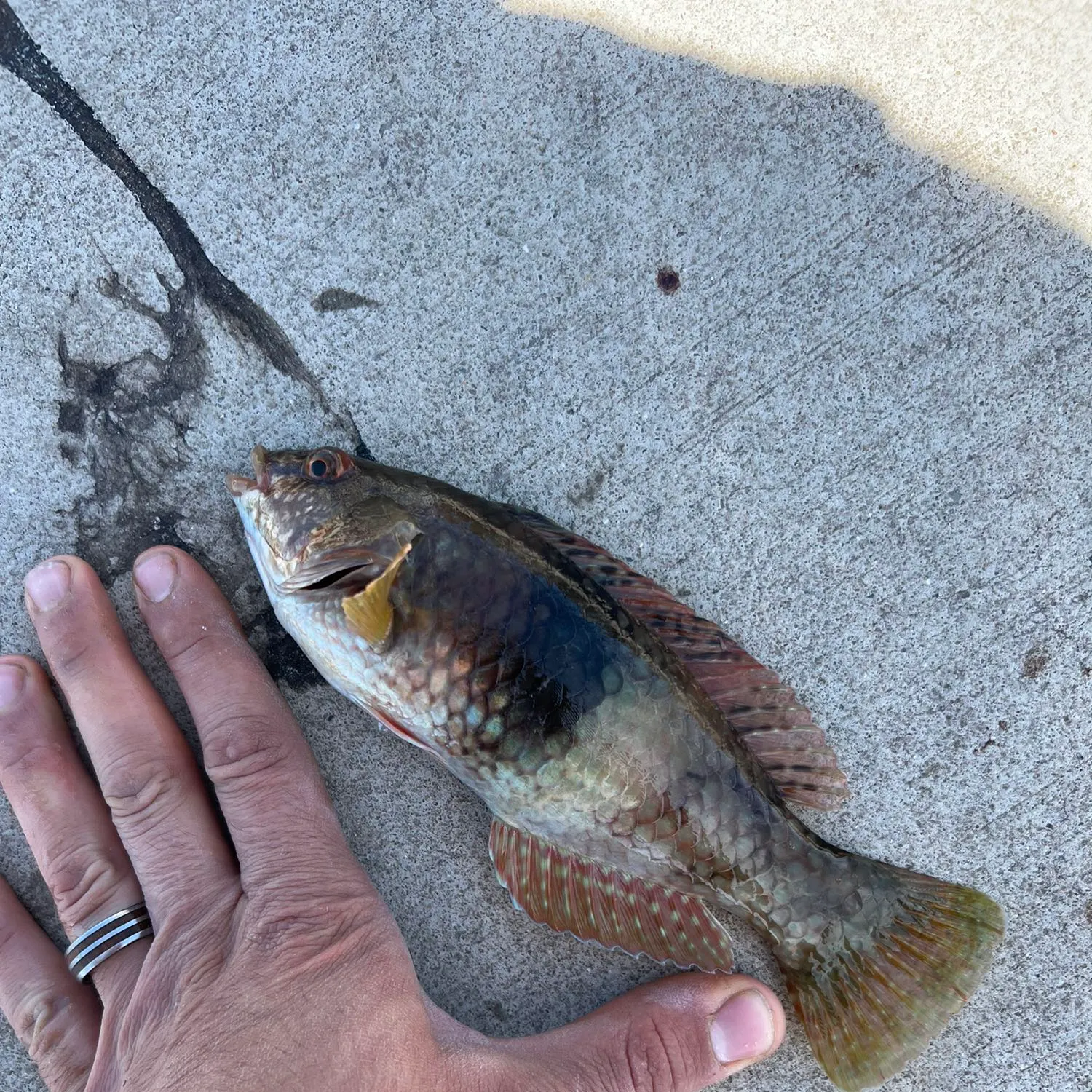 most liked catch image