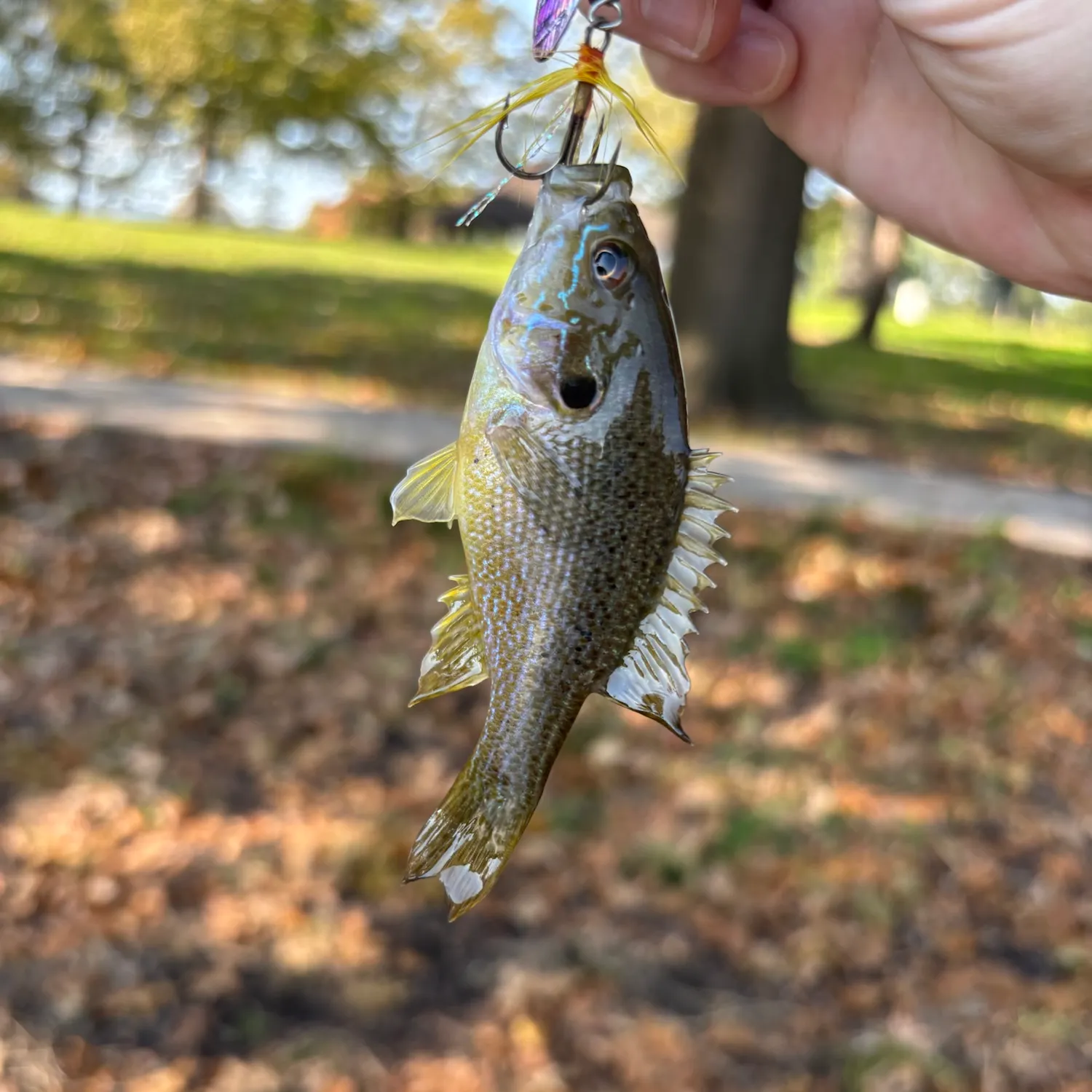 Green sunfish caught on Fishbrain