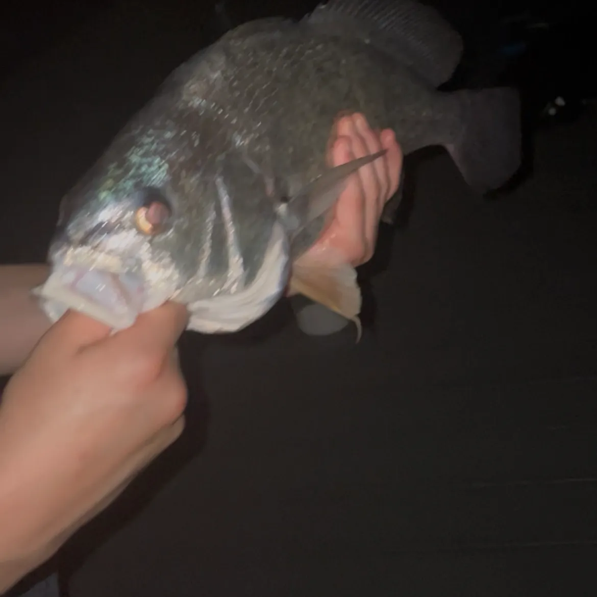 Freshwater drum caught on Fishbrain
