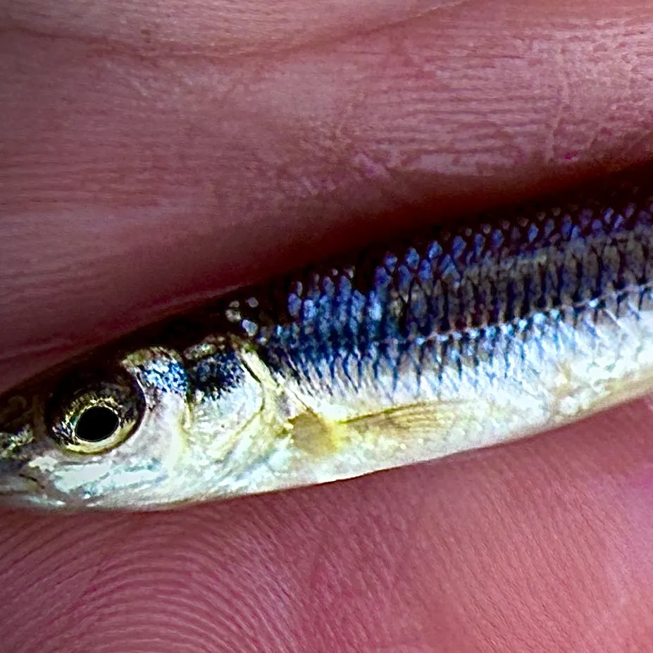 The most recent Rosyface shiner catches on Fishbrain