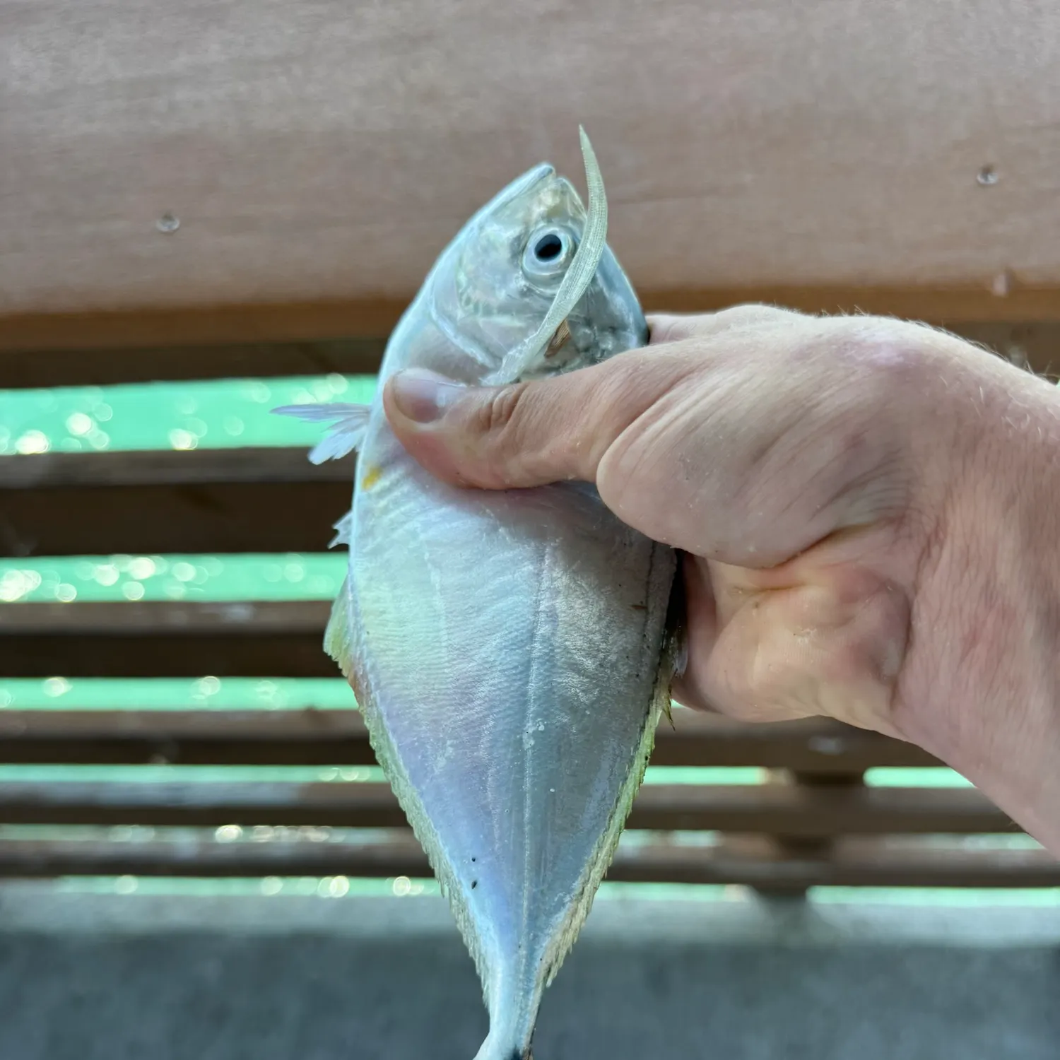 The most recent Atlantic bumper catches on Fishbrain