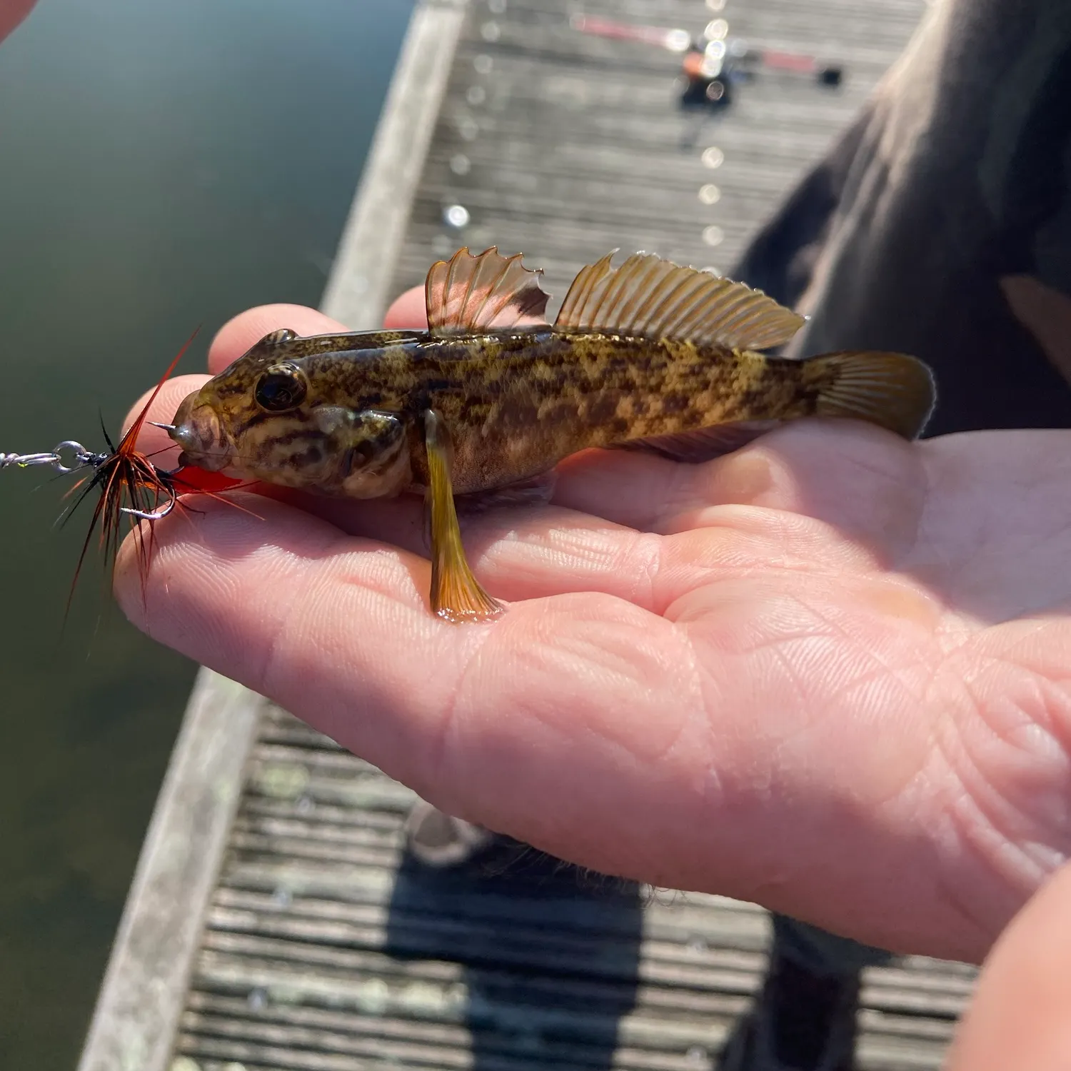 Round goby caught on Fishbrain