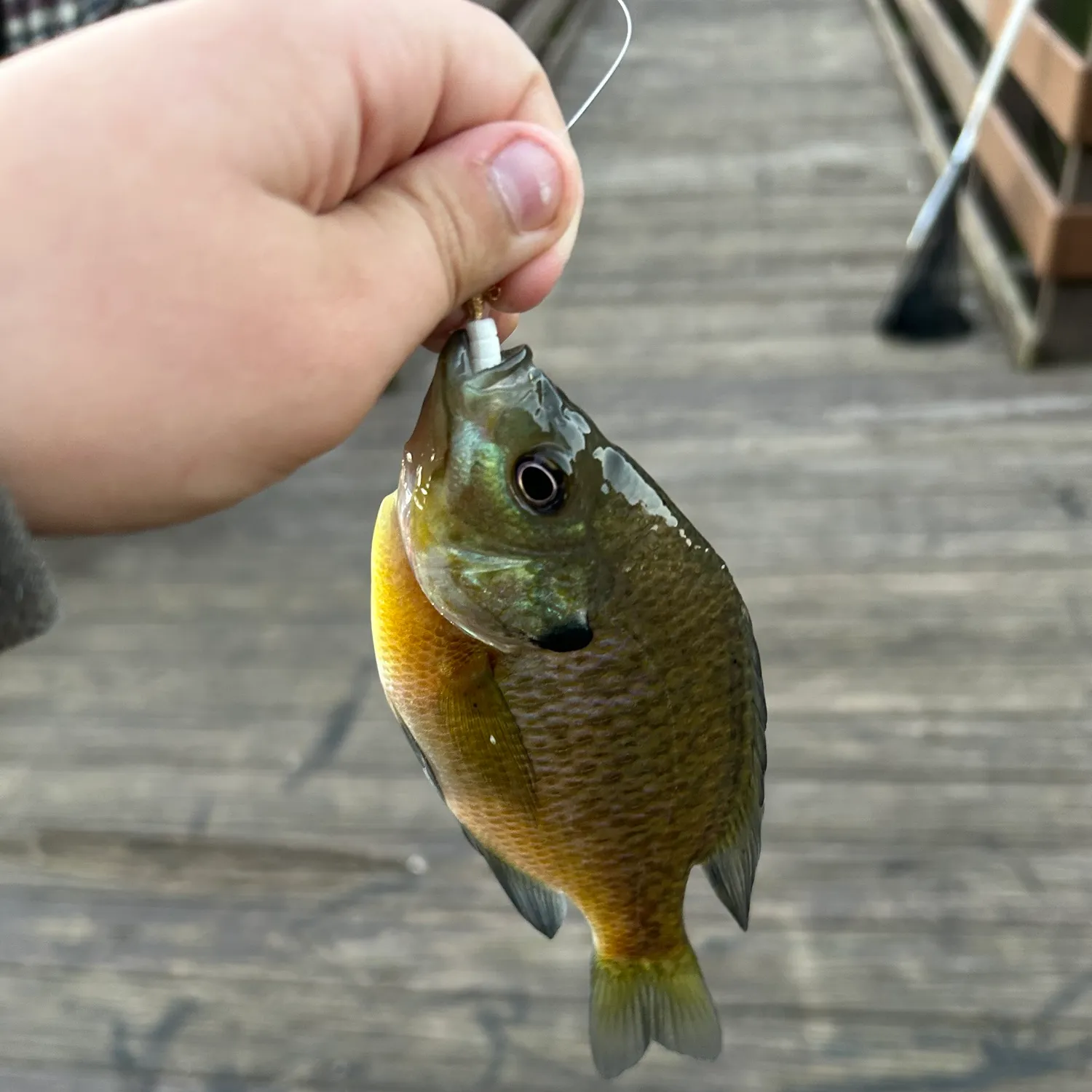 Bluegill caught on Fishbrain