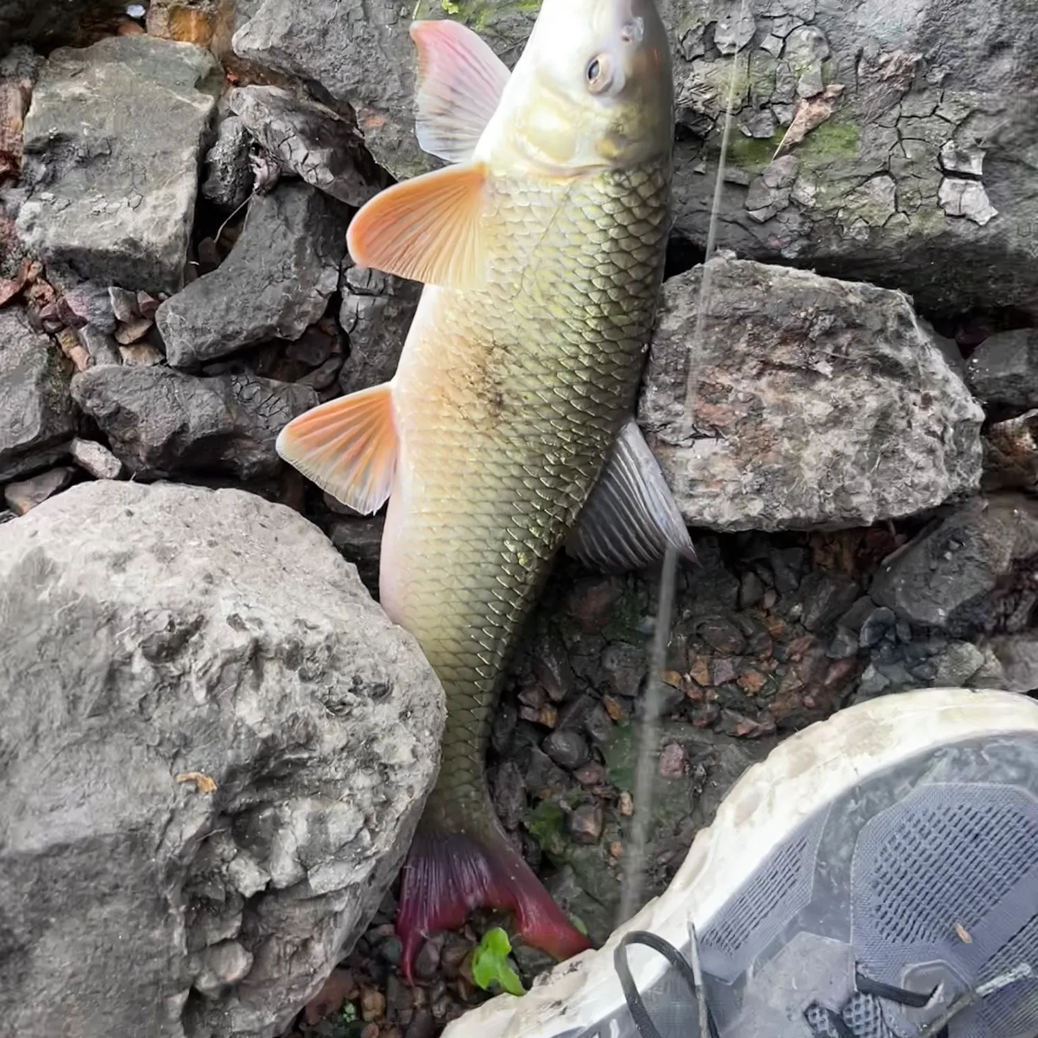 The most recent Shorthead redhorse catches on Fishbrain