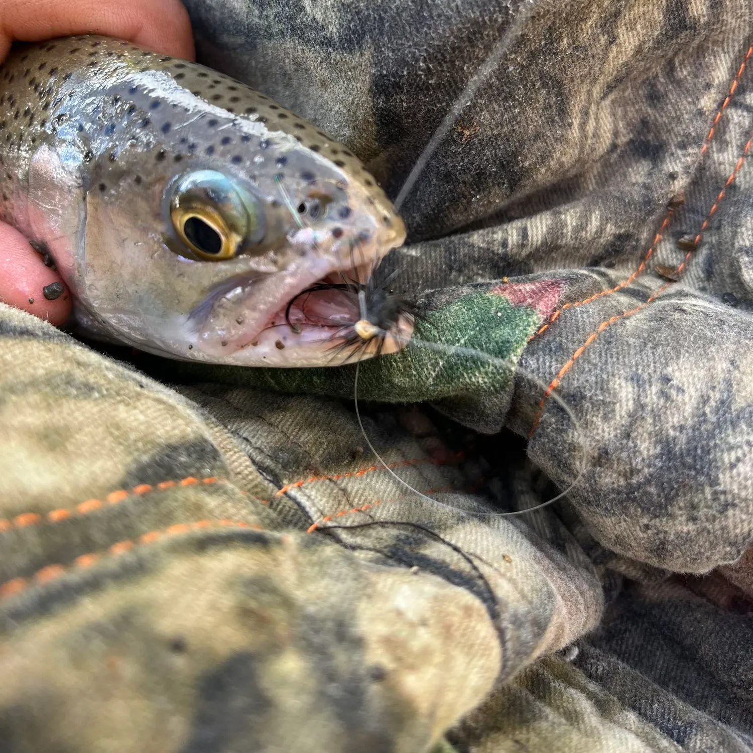 angler catch