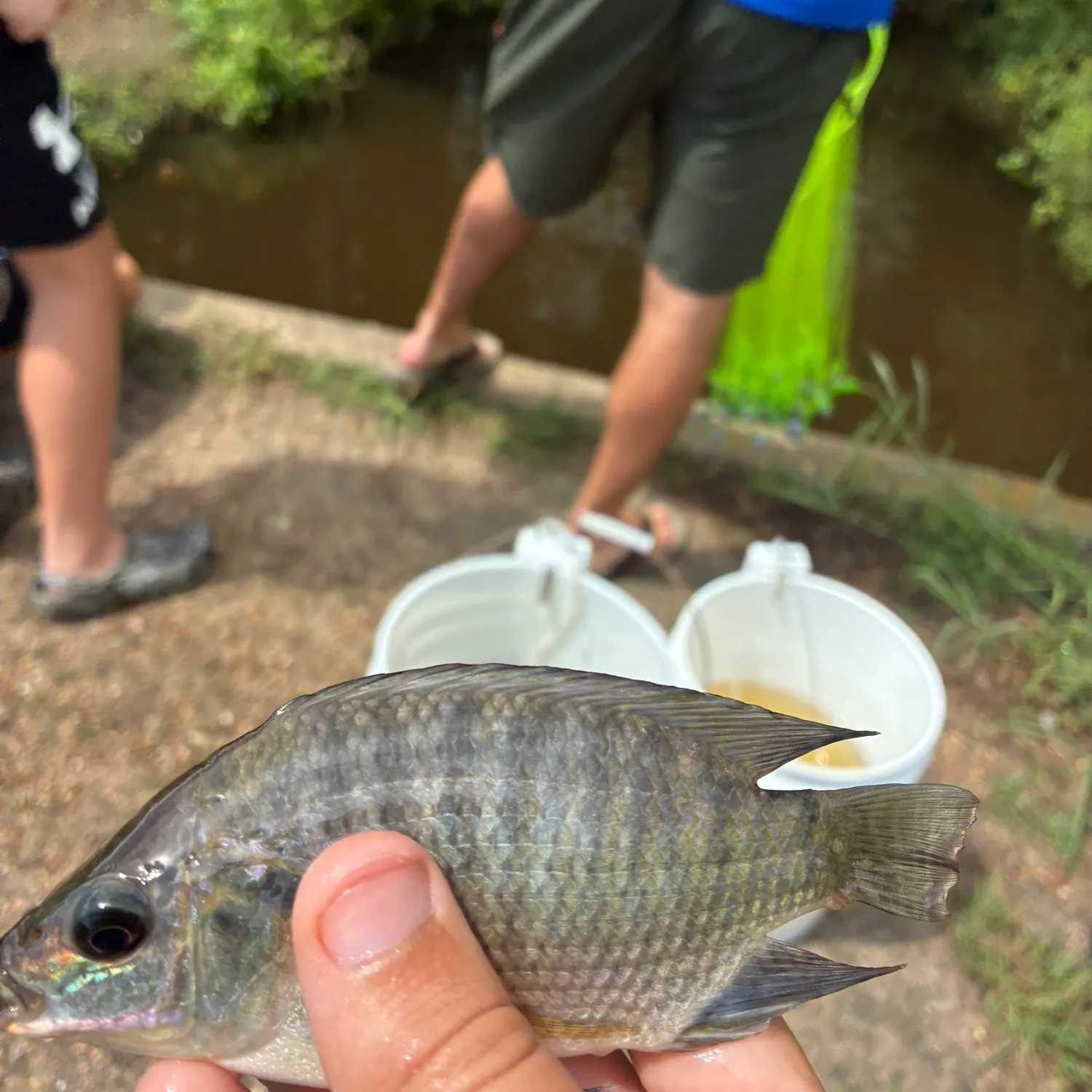 Nile tilapia caught on Fishbrain