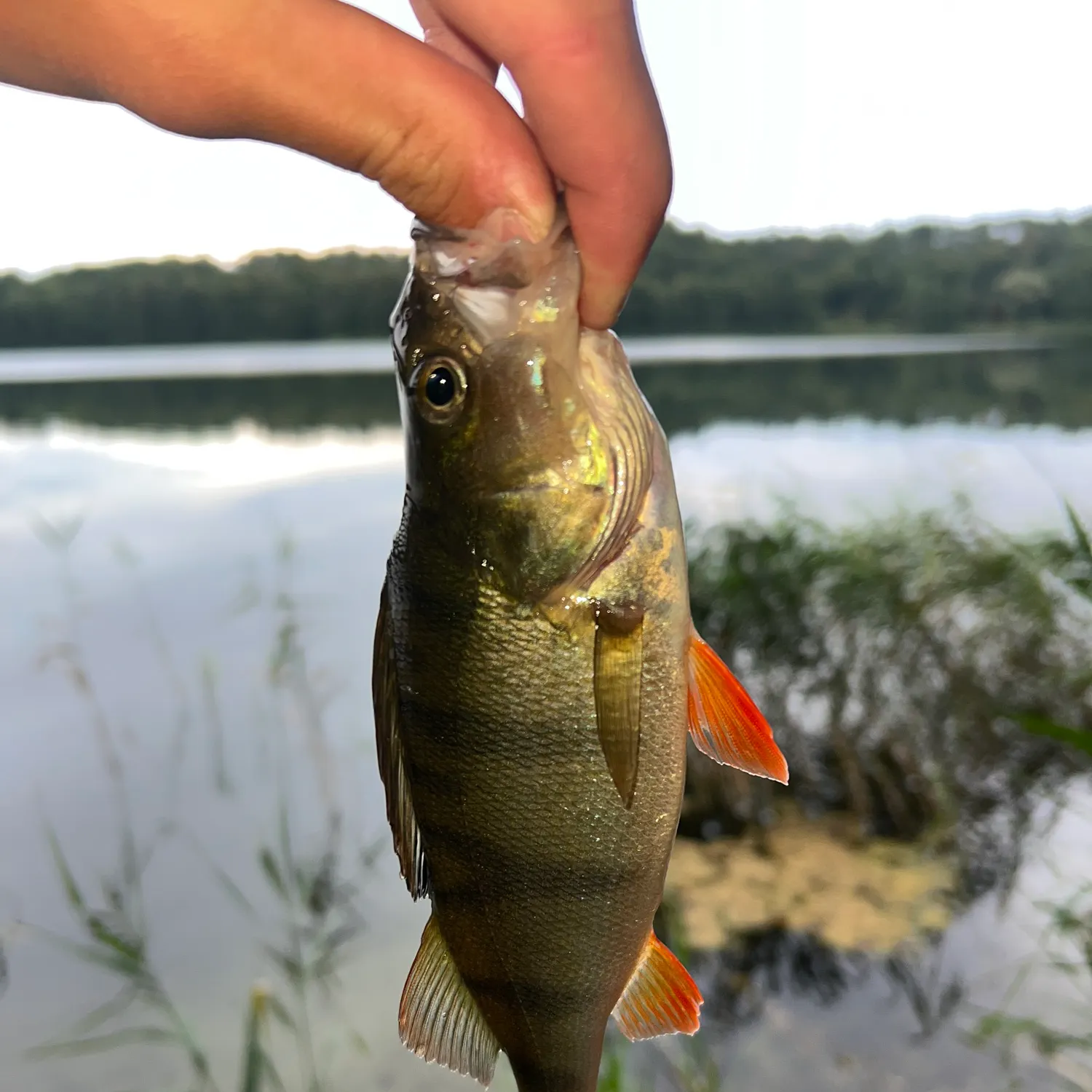 European perch caught on Fishbrain