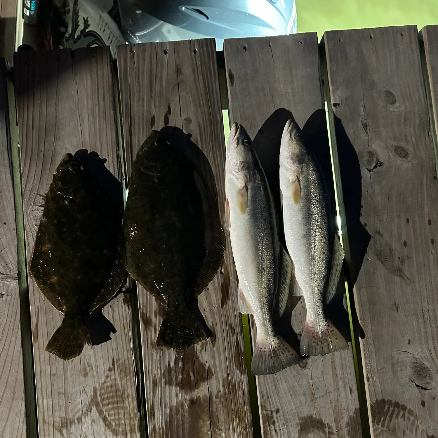 recently logged catches