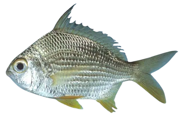 Deep-bodied mojarra