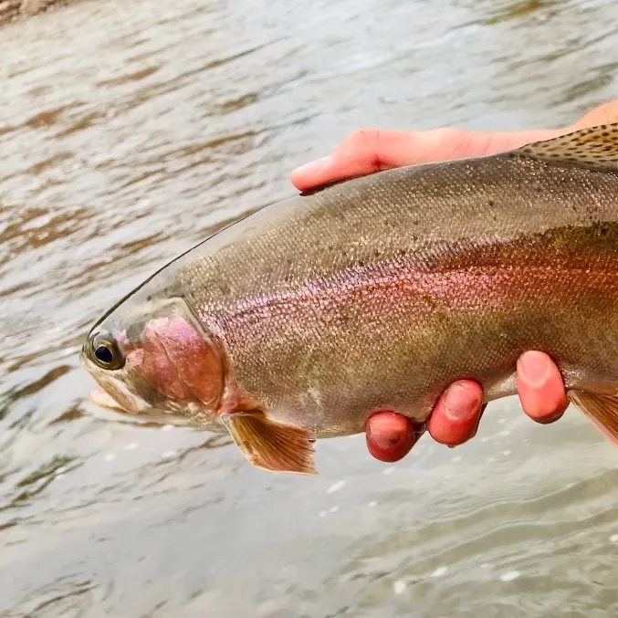 Cutbow caught on Fishbrain