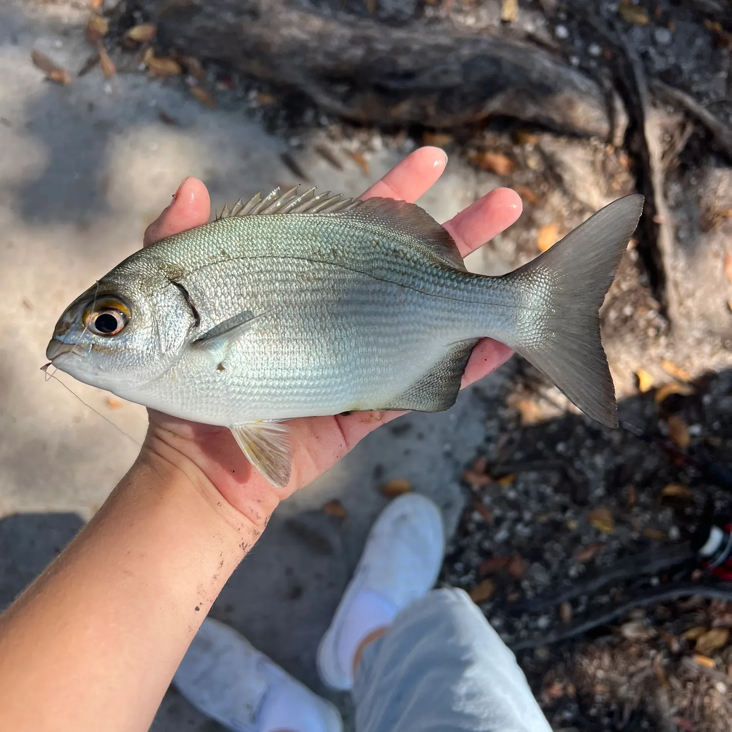 The most recent Bermuda sea chub catches on Fishbrain