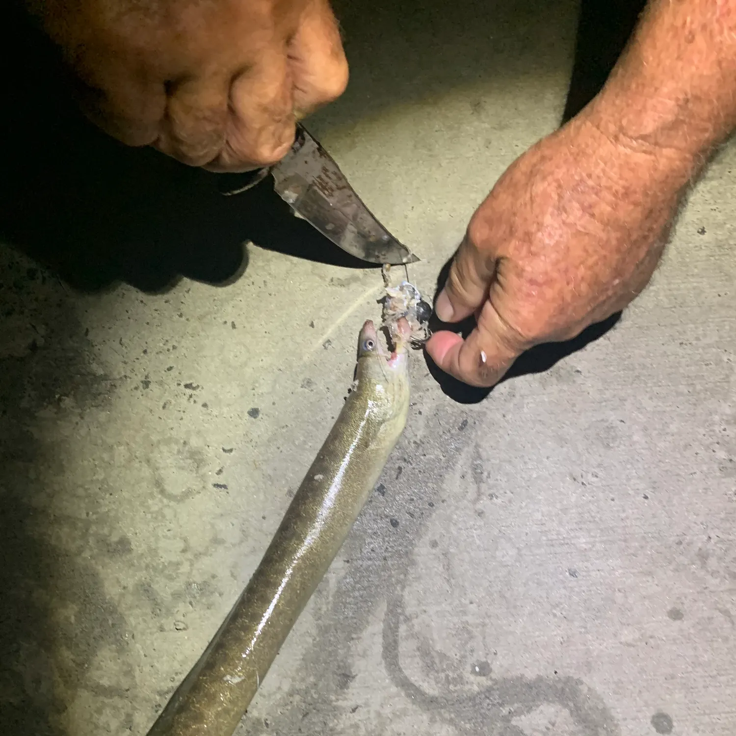 The most recent American eel catches on Fishbrain