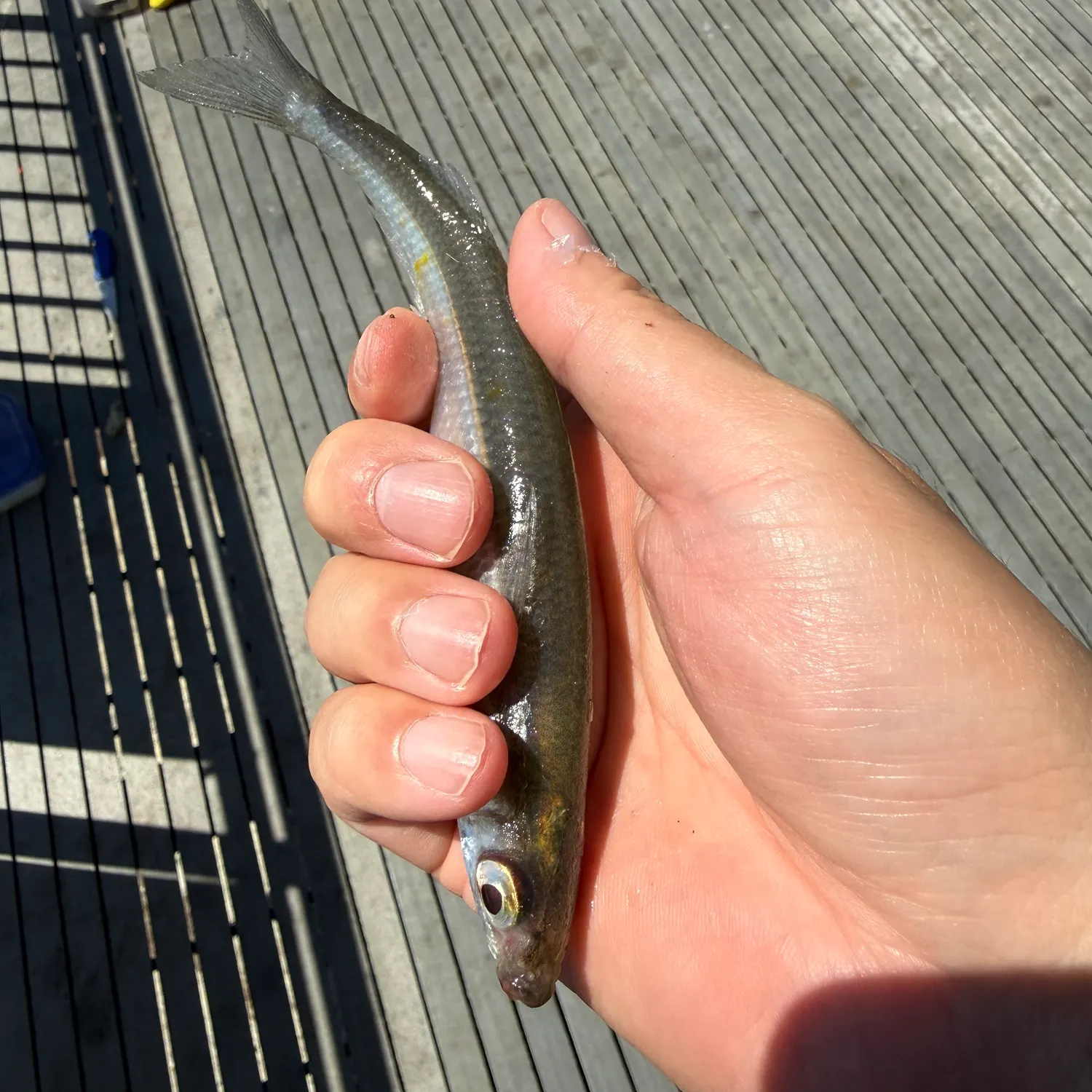 Surf smelt caught on Fishbrain