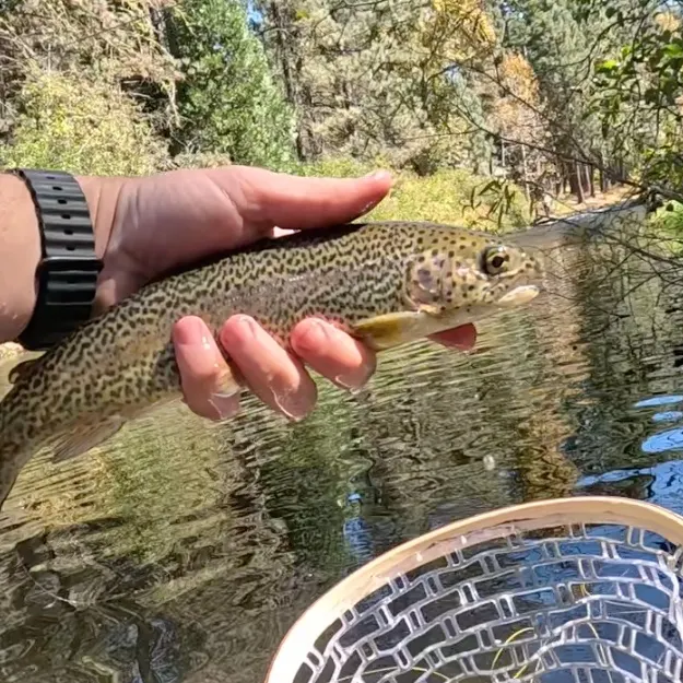 Rainbow trout caught on Fishbrain