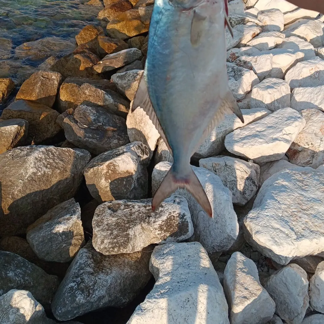most liked catch image
