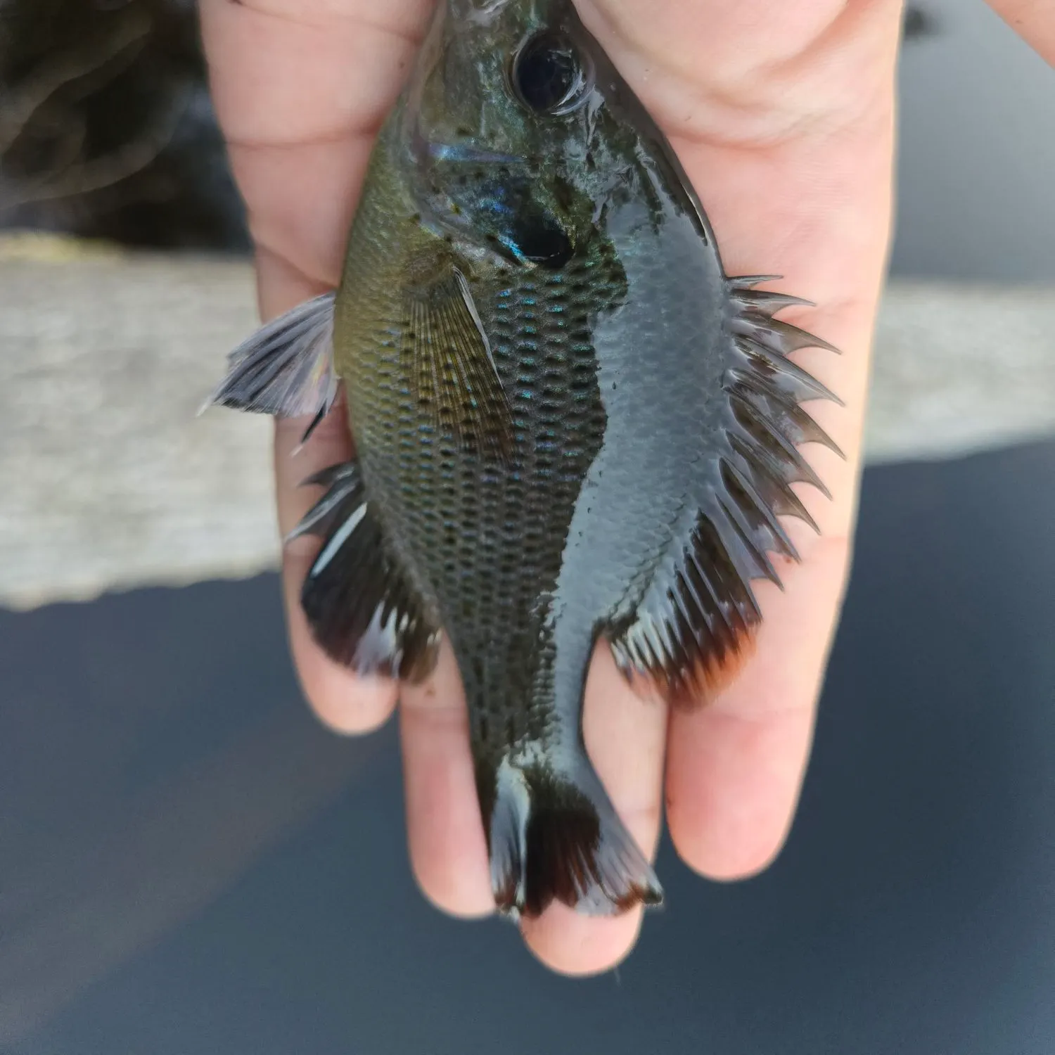 Spotted sunfish caught on Fishbrain