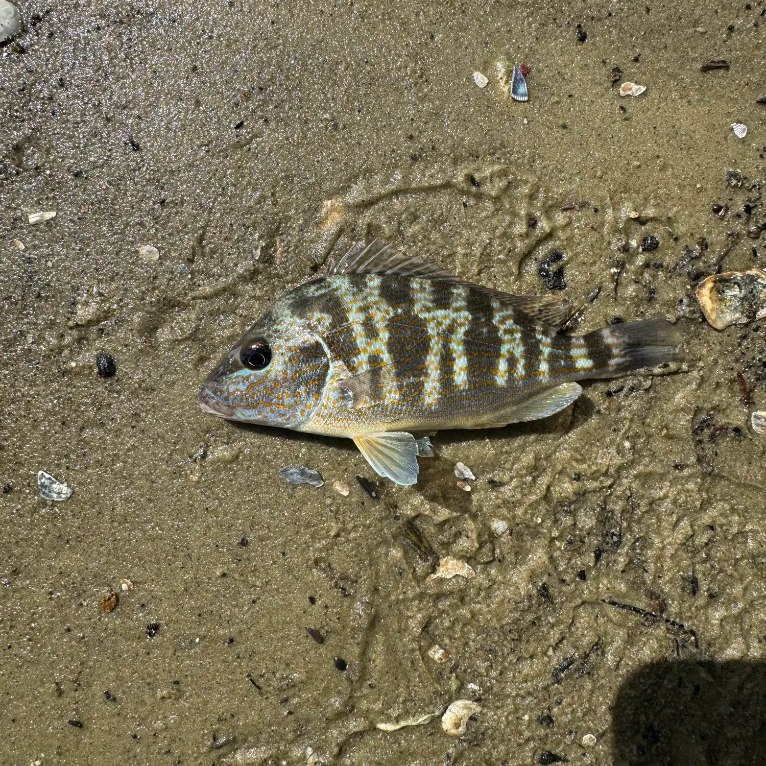 Pigfish caught on Fishbrain