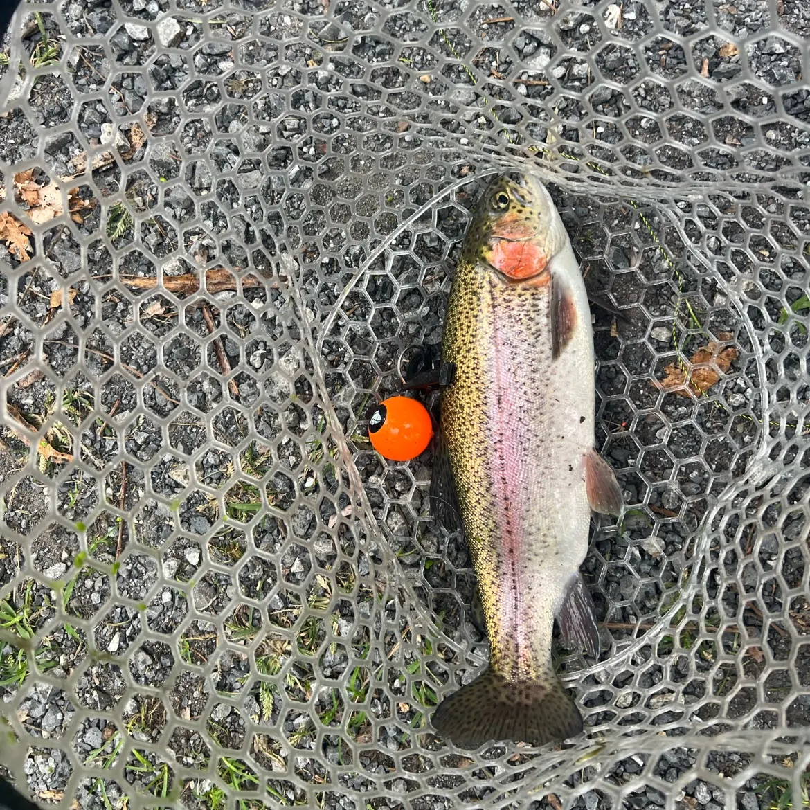 Rainbow trout caught on Fishbrain