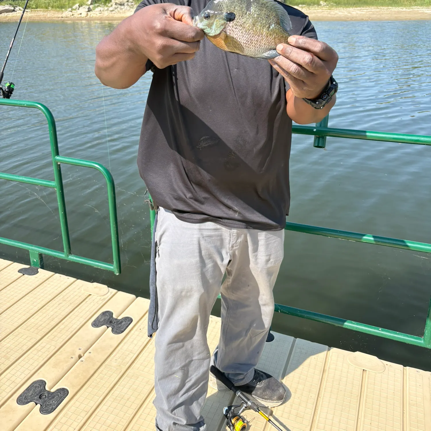 Bluegill caught on Fishbrain