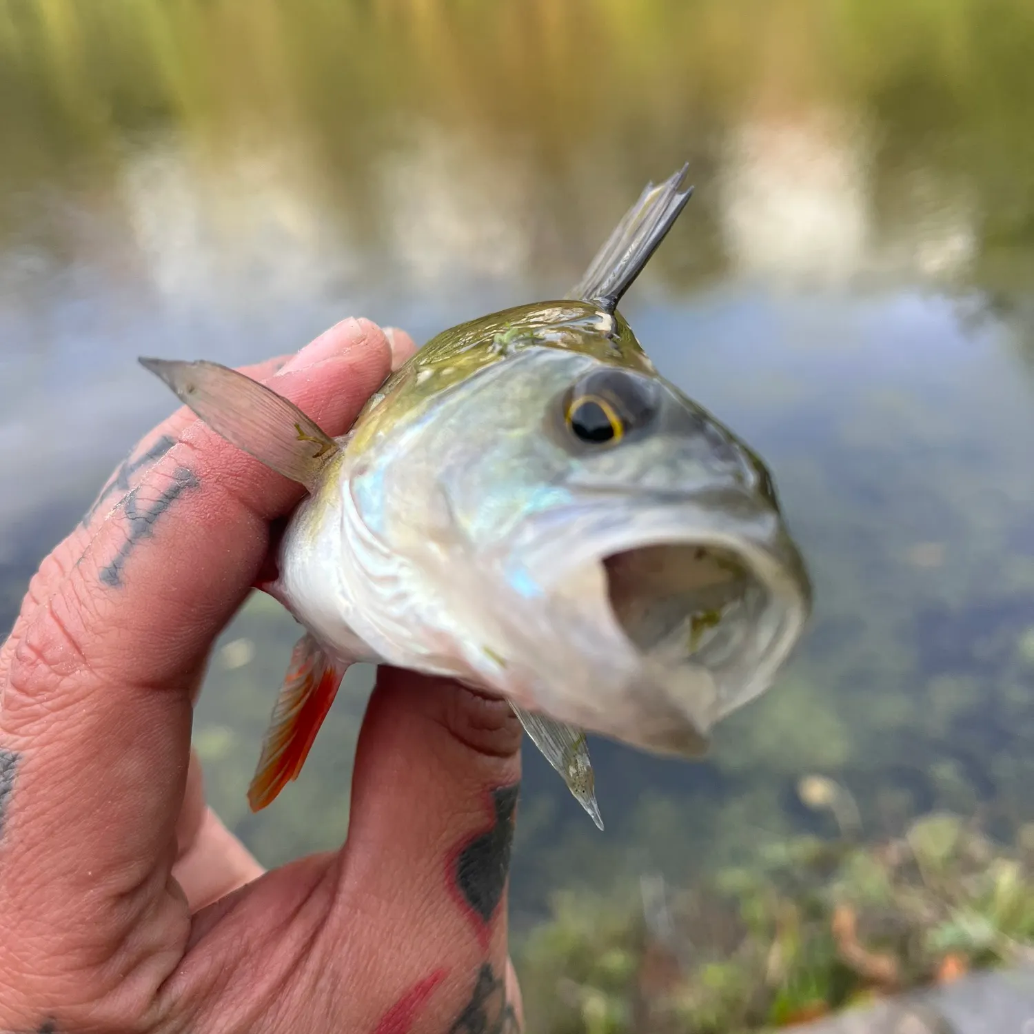 European perch caught on Fishbrain