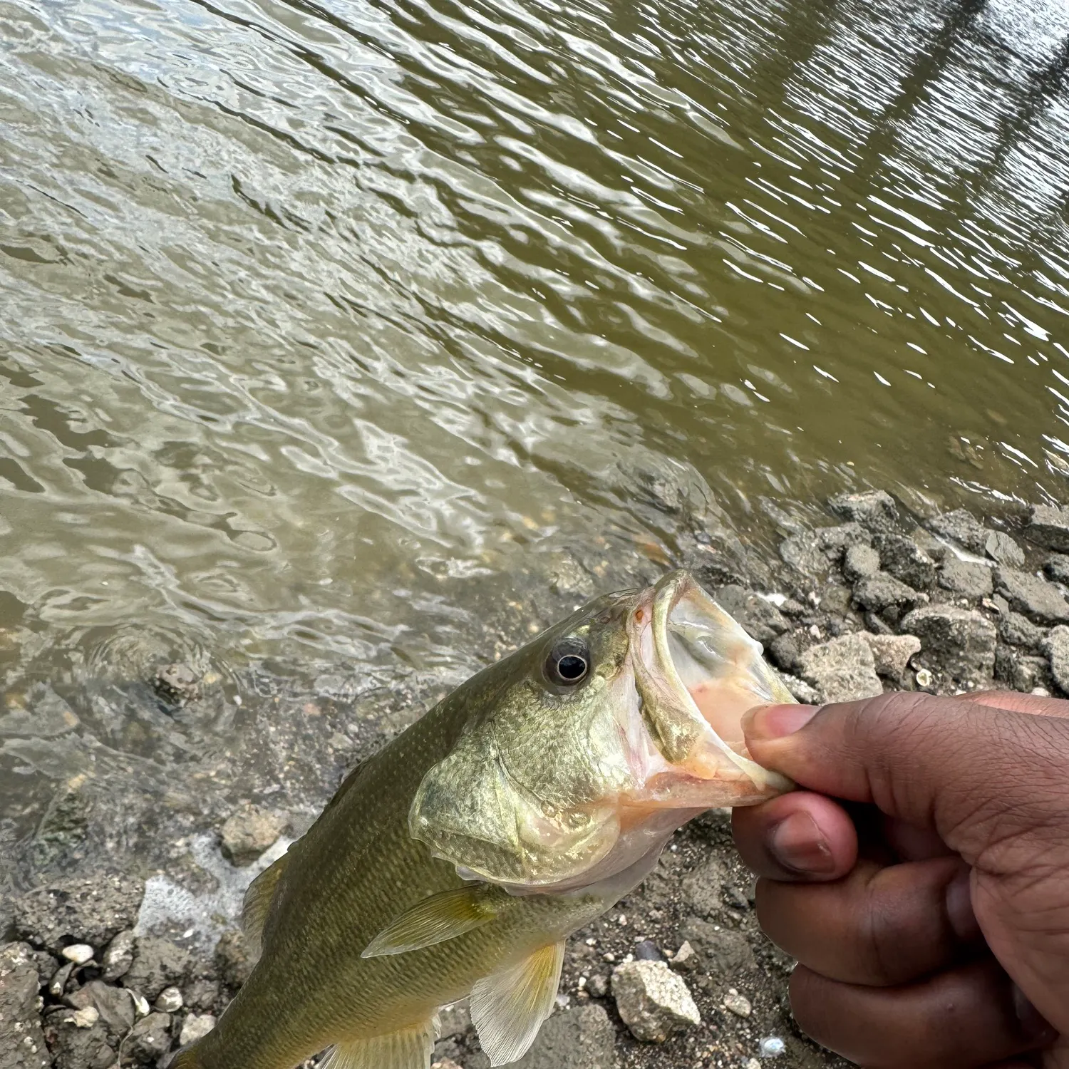 ᐅ Cow Bayou fishing reports🎣• Webster, TX (United States) fishing