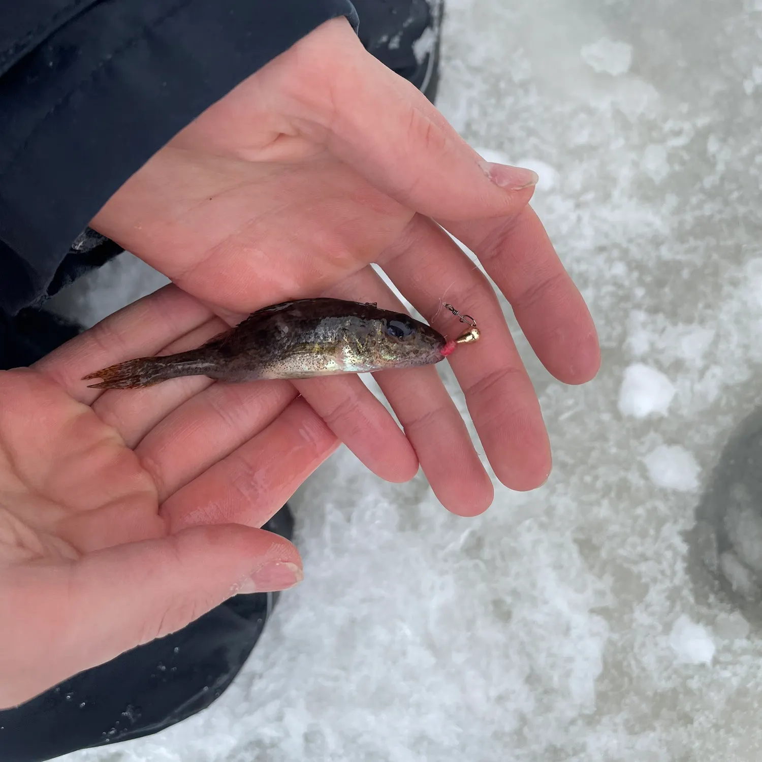 The most recent Eurasian ruffe catches on Fishbrain
