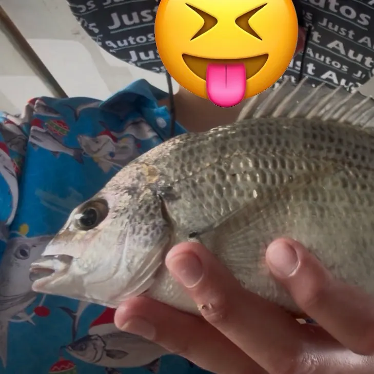 The most recent Surf bream catches on Fishbrain
