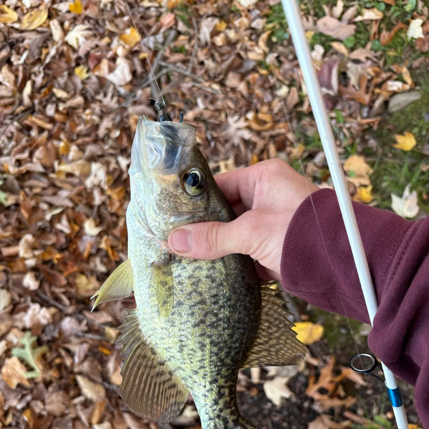 Black crappie caught on Fishbrain