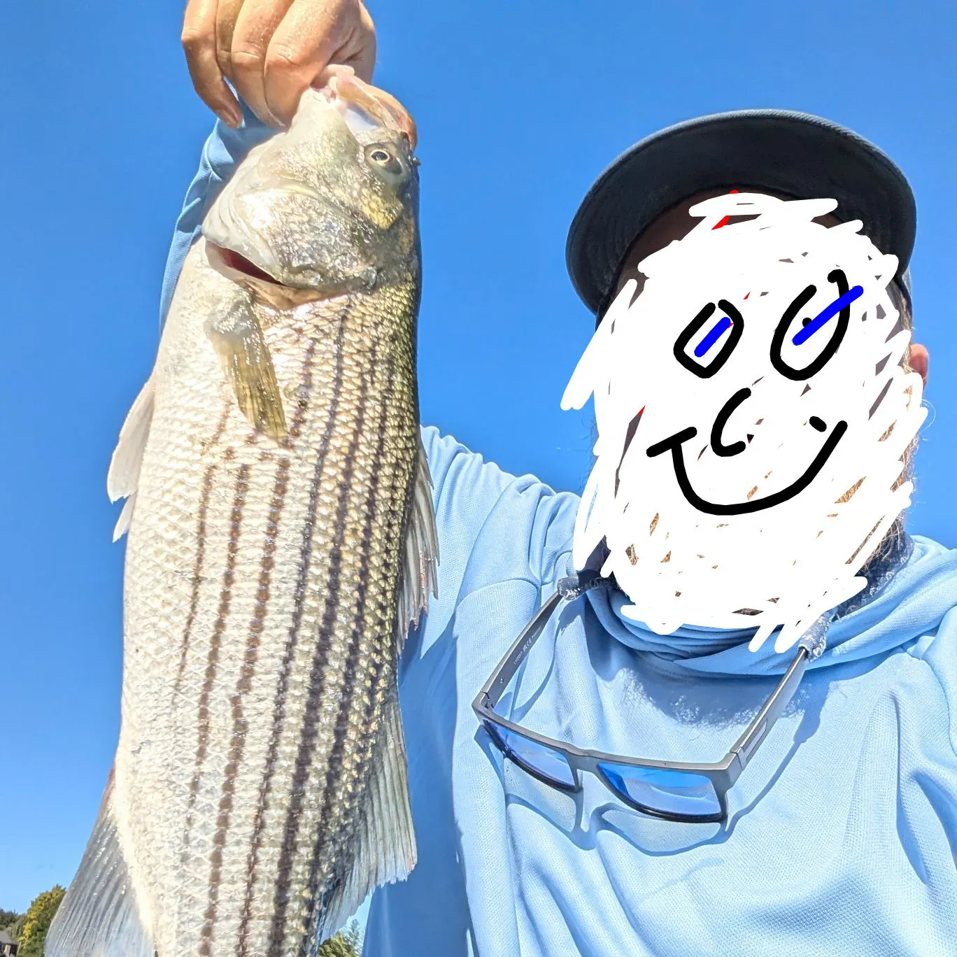 Striped bass caught on Fishbrain